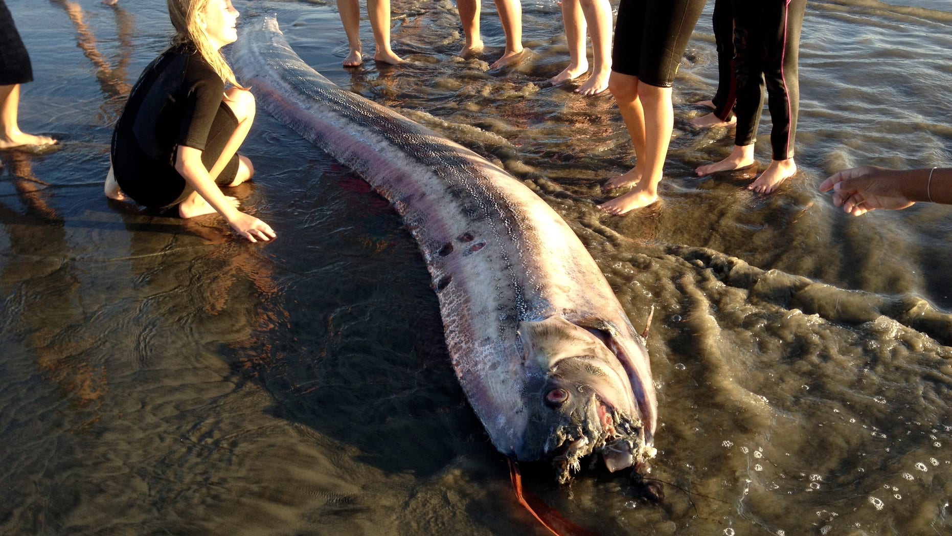 Oct. 18, 2013: This Friday image provided by Mark Bussey shows an oarfish that washed up on the beach near Oceanside, Calif.