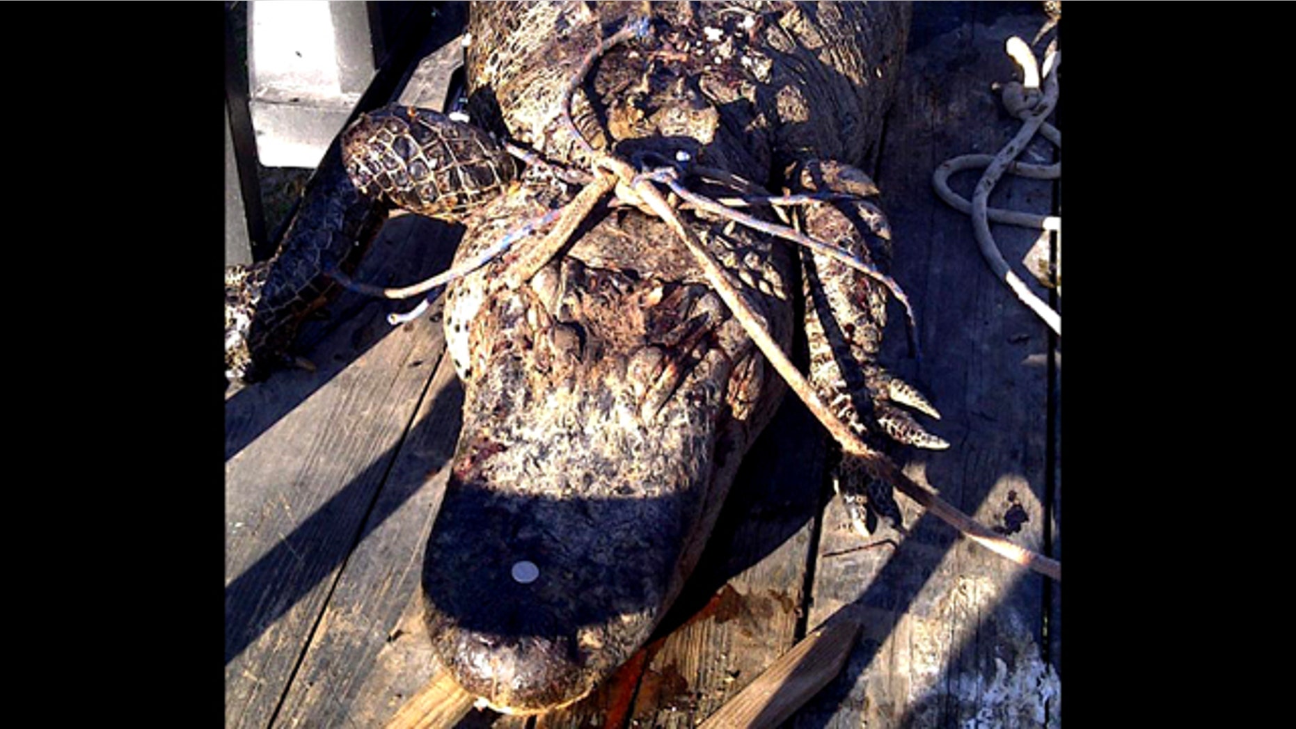 This March 3, 2011 photo provided by Texas Parks and Wildlife shows what officials describe as an 11 1/2-foot dead alligator in Bastrop, Texas. The poaching suspect's boastful Facebook postings about shooting the big gator helped authorities track him down.
