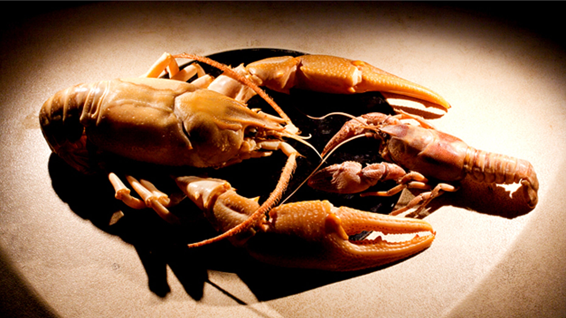 A new species of crayfish, Barbicambarus simmonsi (left), is more than twice the size of the typical one found in Shoal Creek (which drains into the Tennessee River) -- and yet generations of aquatic biologists who frequented the area somehow missed it.