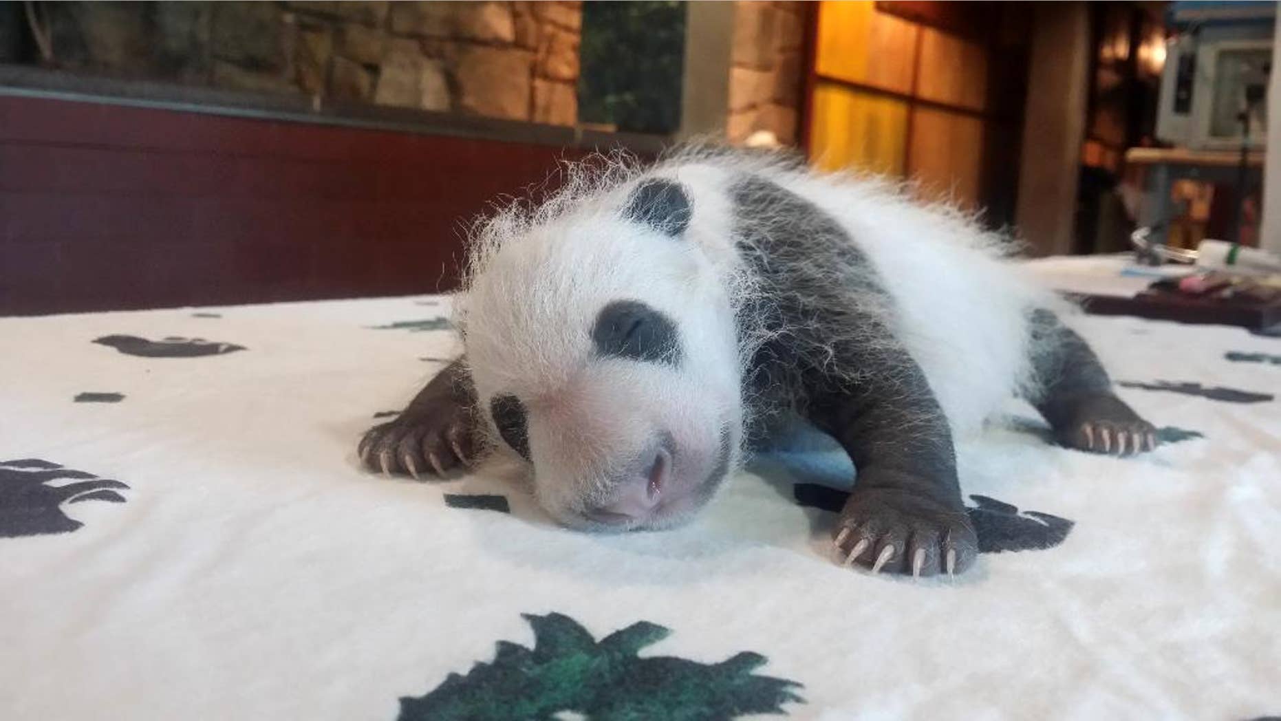In this photo provided by the Smithsonian's National Zoo, taken Sept. 14, 2015, shows the baby Giant Panda, born Aug. 22, 2015, seen in Washington as keepers weighed the giant panda cub. (Erika Bauer/Smithsonian's National Zoo via AP) MANDATORY CREDIT