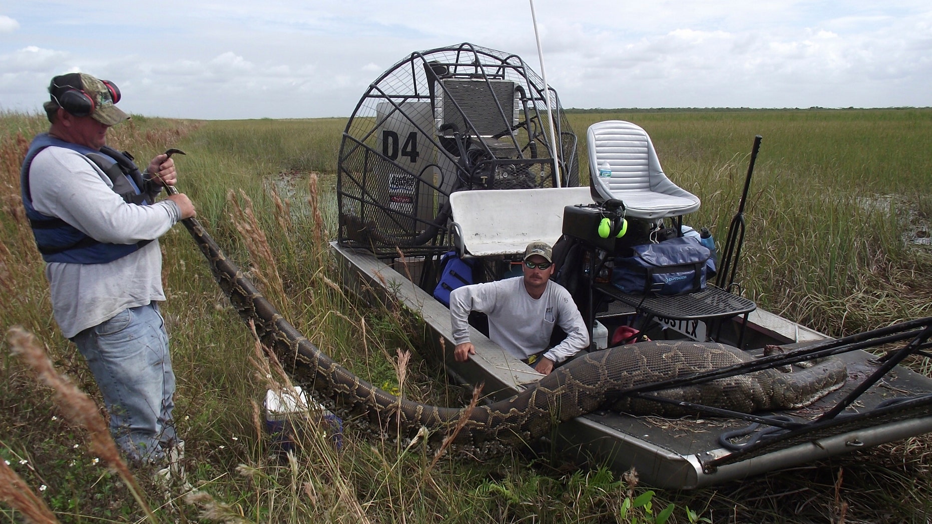 Oct. 27, 2011: the South Florida Water Management District, workers are shown holding a nearly 16-foot long Burmese Python that was captured and killed in Everglades National Park, Florida.