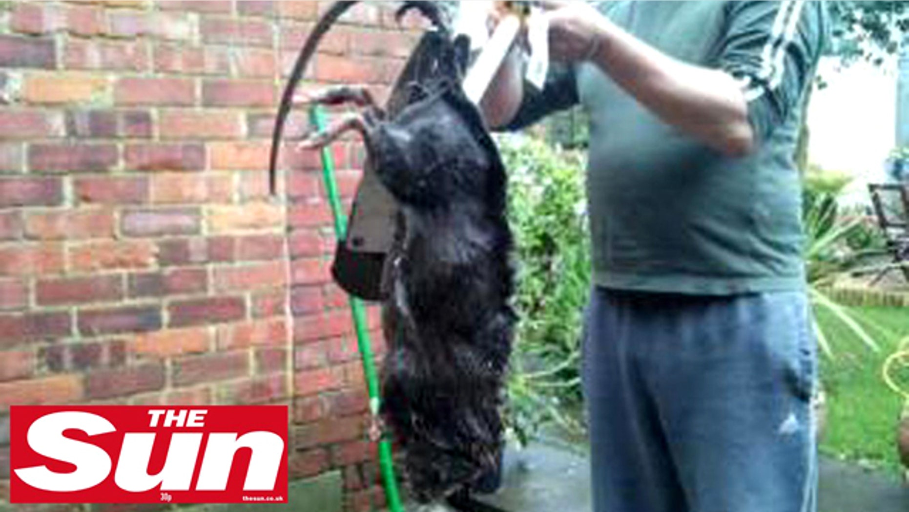 Ratzilla? This giant critter, either a rat or a South American copyu, was killed in a housing complex in England.