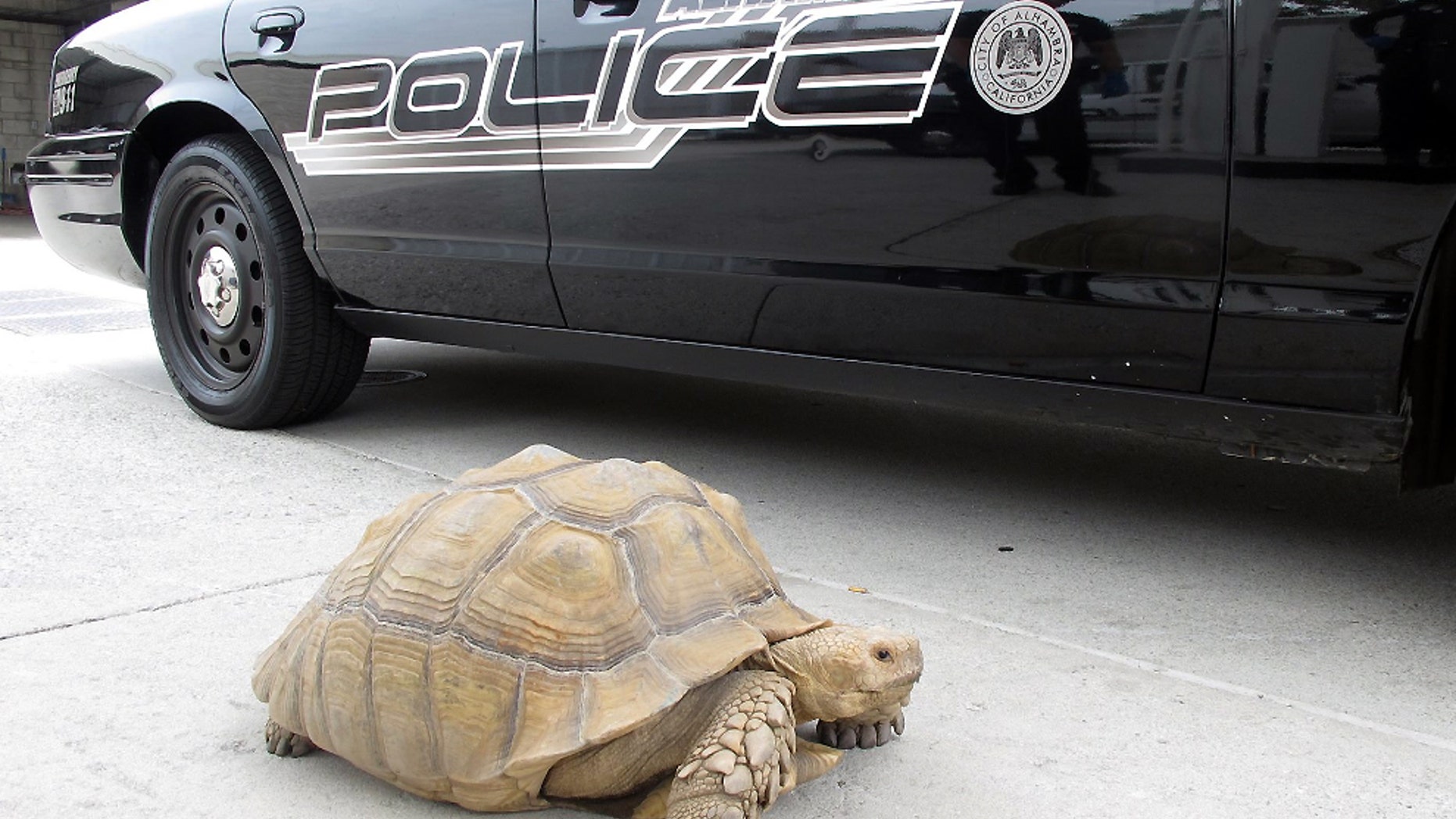This Aug. 2, 2014 photo provided by the Alhambra Police Department shows a giant 150-pound tortoise who was found wandering the streets of Alhambra, Calif. The tortoise was lifted into a patrol car and taken to the station, where it was later picked up by Los Angeles County Animal Care and Control in Downey. (AP Photo/Alhambra Police Department)