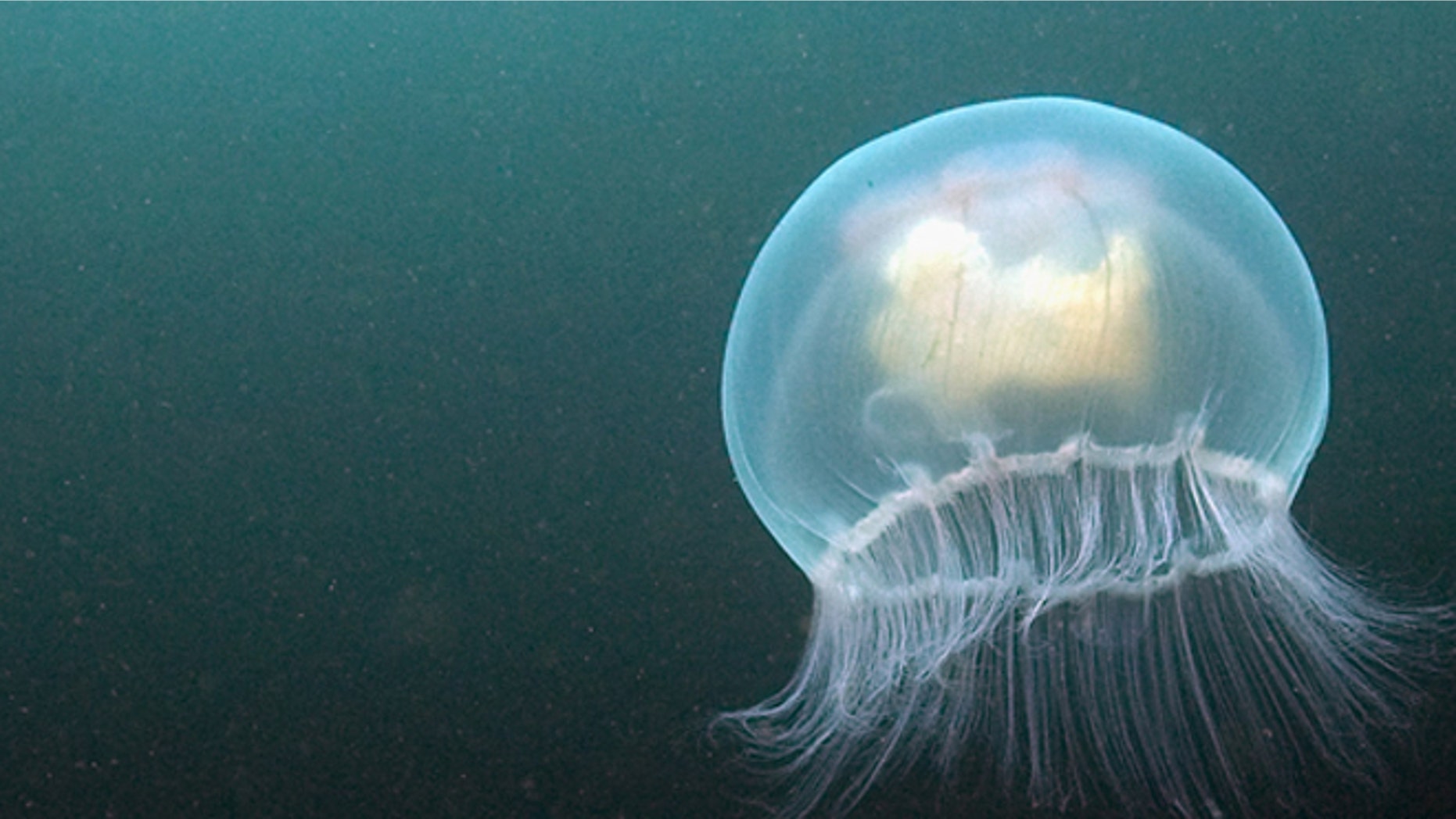 SEAHOUSES, ENGLAND - JUNE 26: A Moon jellyfish swims beneath the waters of Inner Farne on June 26, 2011 at the Farne Islands, England. The Farne Islands, which are run by the National Trust, are situated two to three miles off the Northumberland coastline. The archipeligo of 16-28 separate islands (depending on the tide) make the summer home to approximately 100,000 pairs of breeding seabirds including around 36,000 Puffins, 32,000 Guillemots and 2,000 pairs of Arctic Terns. The species of birds which nest in internationally important numbers include Shag, Sandwich Tern and Arctic Tern. The coastline around The Farnes are also the breeding ground to one of Europe's largest Grey Seal colonies with around 4,000 adults giving birth to 1500 pups every year. (Photo by Dan Kitwood/Getty Images)