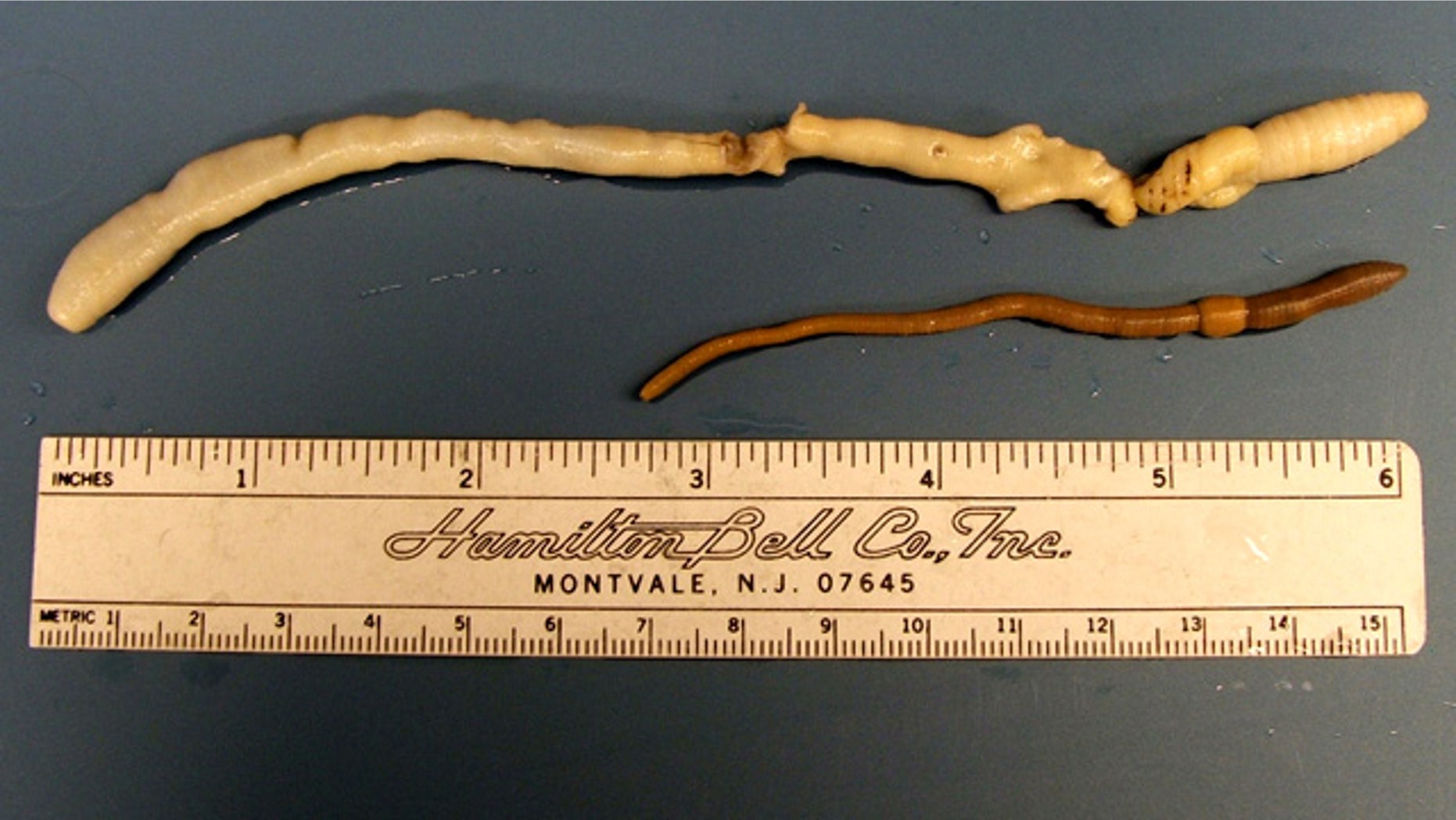 A University of Idaho graduate student found this rare giant Palouse earthworm in 2005.