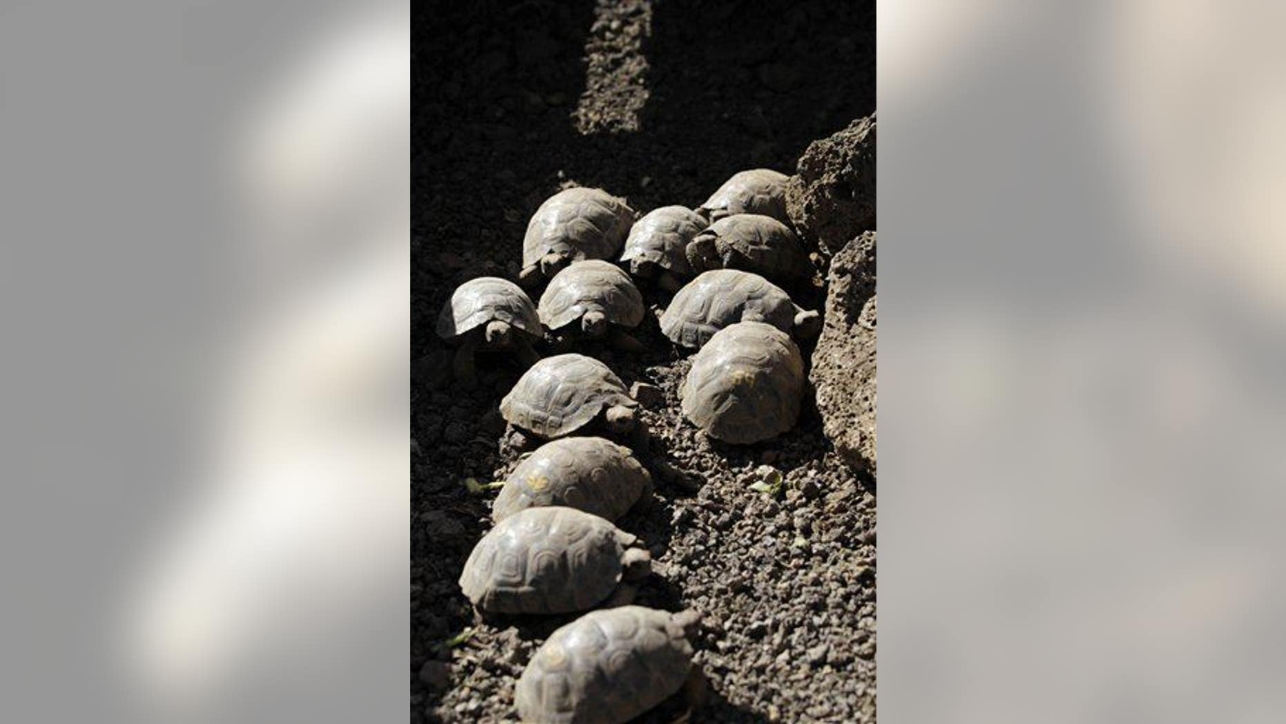 In this 2012 photo, tortoises are seen at the Fausto Llerena Breeding Center of the Galapagos National Park and the Charles Darwin Research Station on another Galapagos island.