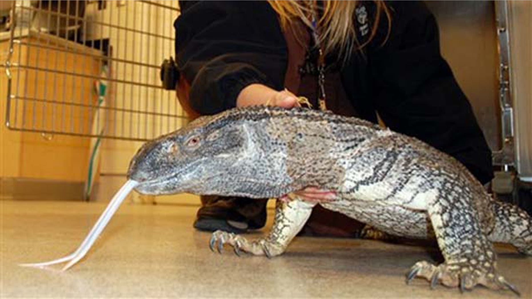 This image provided by Riverside County Animal Services shows Animal Services officer, Kim McWhorter, holding a 5-foot long Monitor lizard that animal control officers found wandering around a condo complex in the city of Riverside, Calif., Tuesday Jan. 25, 2011. Black-throated Monitor lizards are carnivorous and native to the grasslands of Africa. (AP Photo/ Riverside County Animal Services)