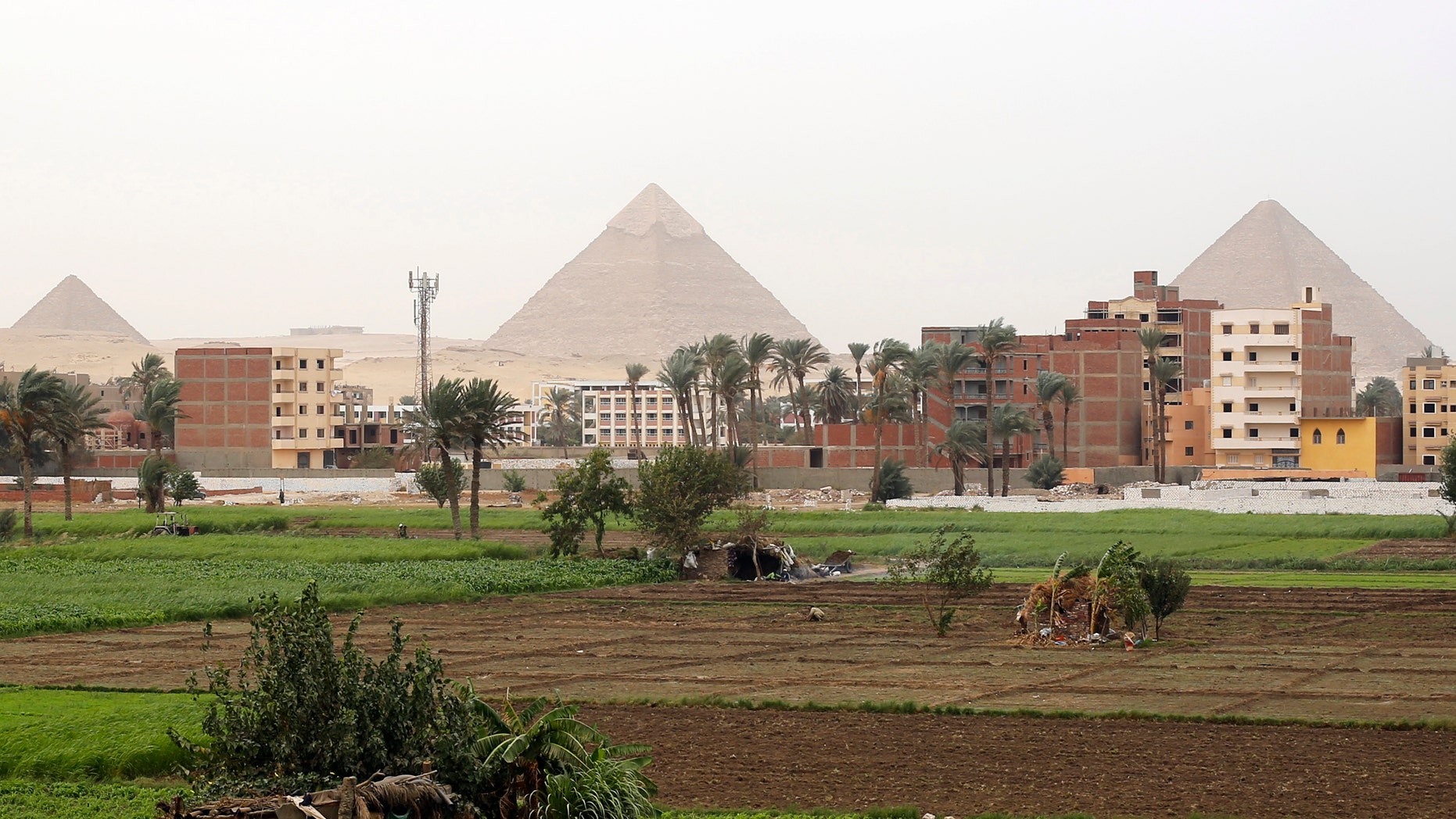 Farmers work at a rice field near the Great Giza pyramids on the outskirts of Cairo November 2, 2014.