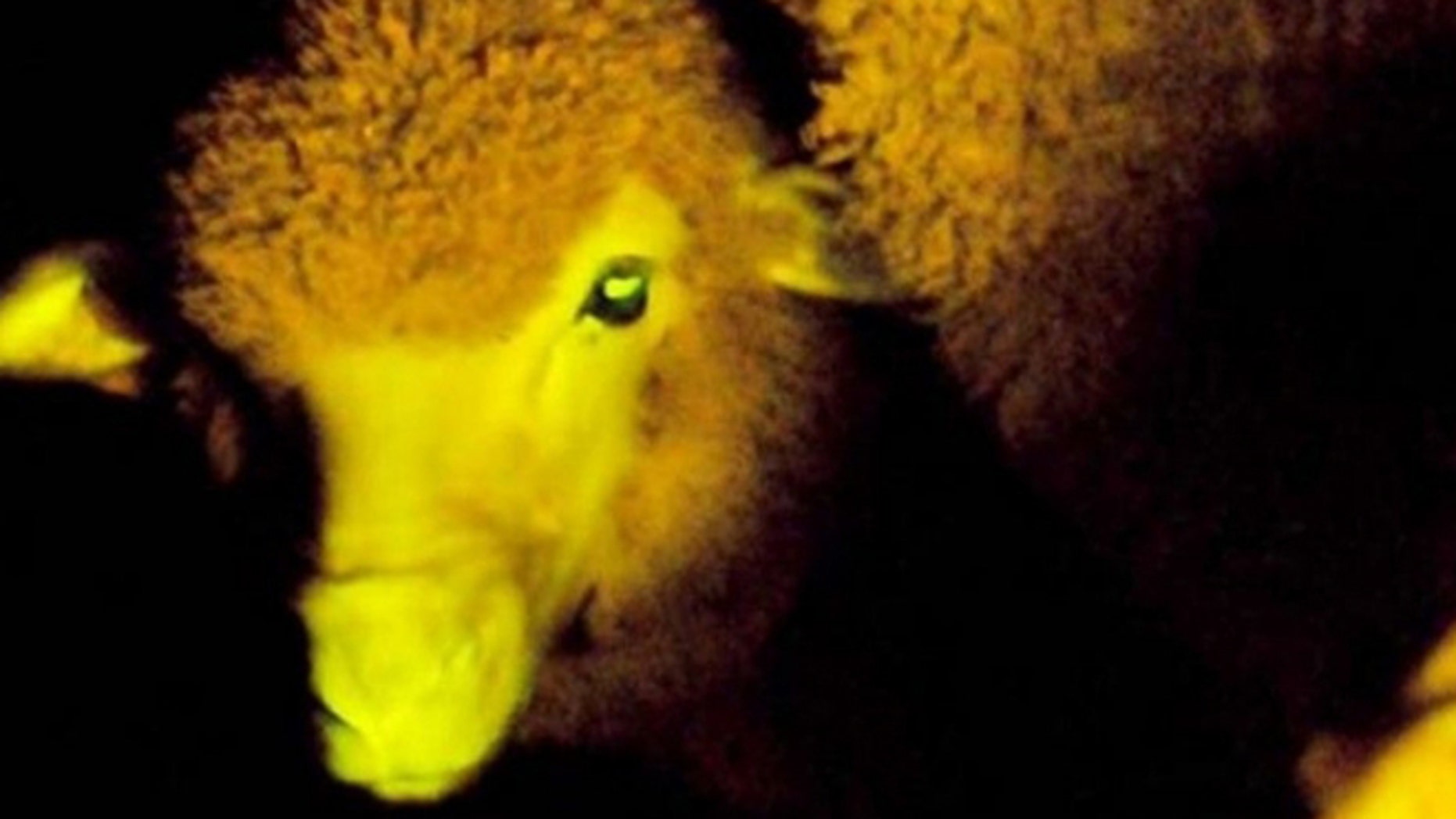 Genetically Modified Sheep That Glow-In-The-Dark Created By Uruguay