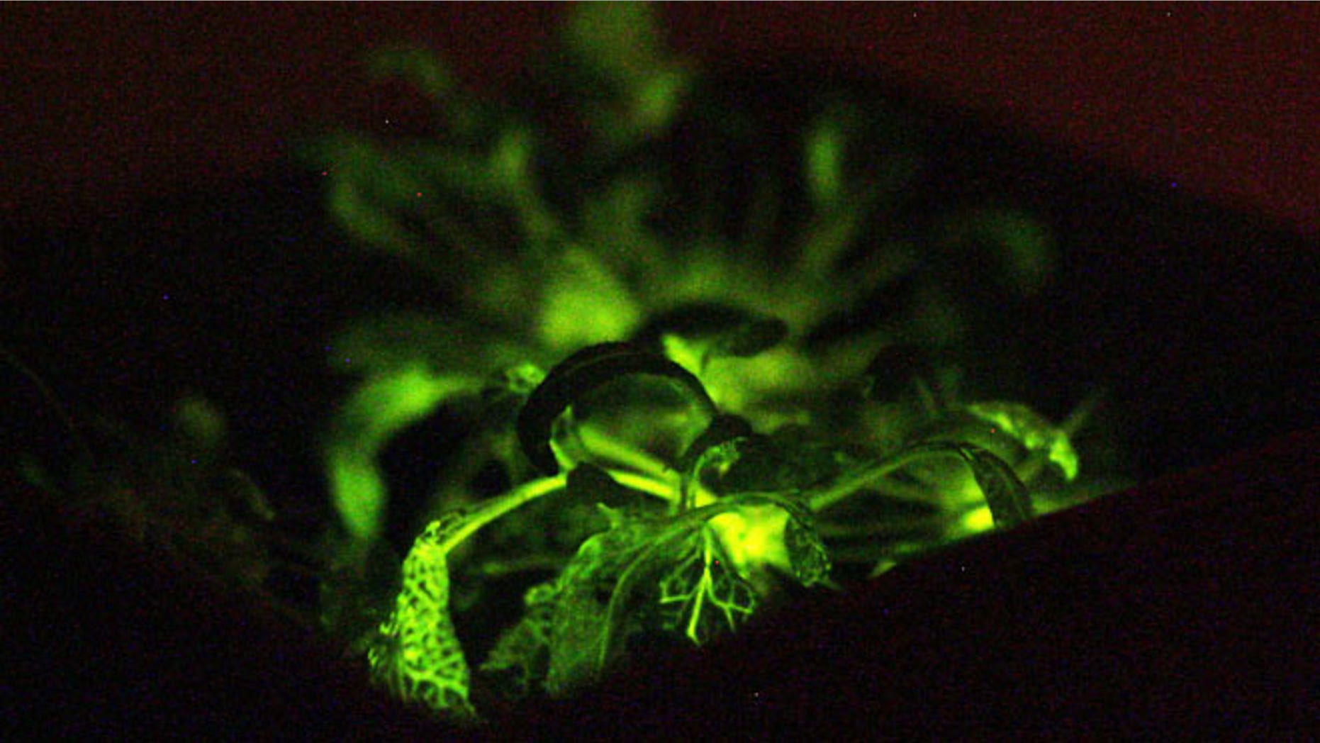 Glow-in-the-dark plants like this one -- an actual photo -- are coming to your house this fall.