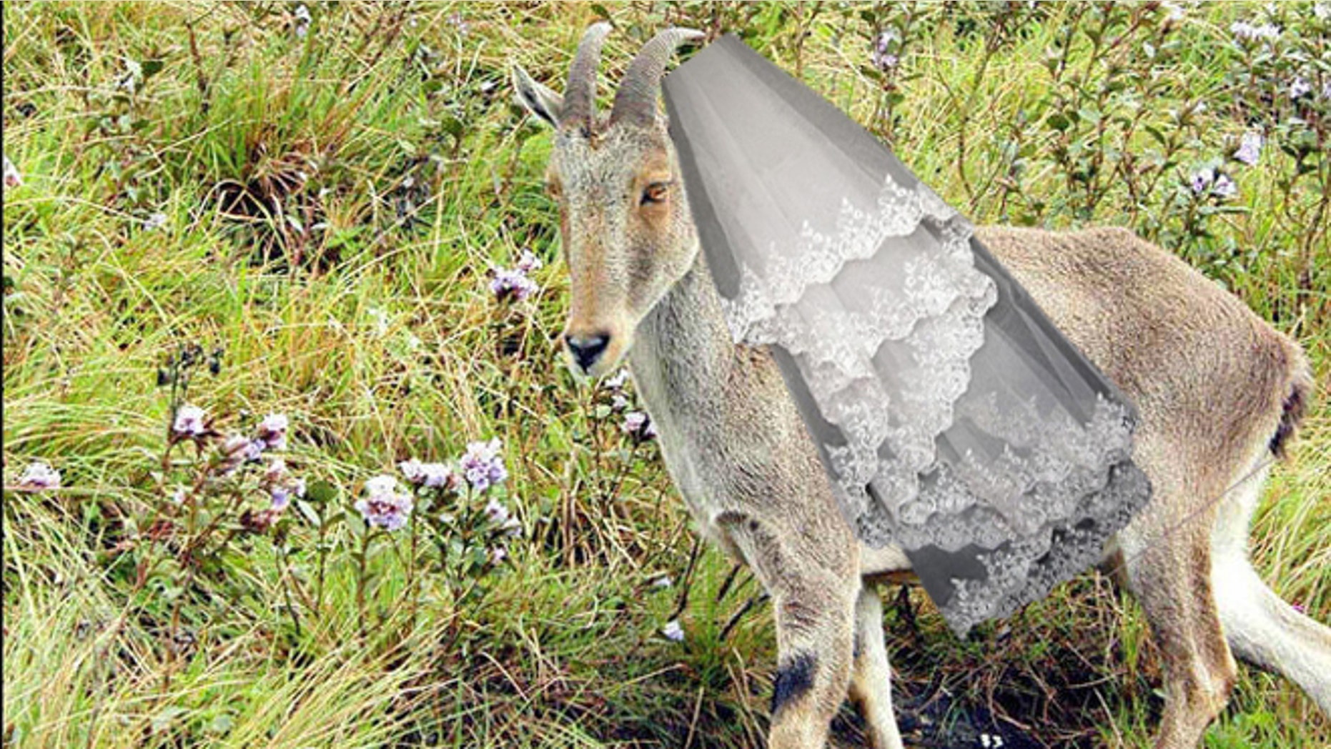 A Nilgiri Tahr, an endangered wild goat species, walks on a hill covered with neelakurinji flowers, or strobilanthus, in Munnar, in the southern Indian state of Kerala, Thursday, Sept. 14, 2006. The flower blooms once in twelve year. (AP Photo)