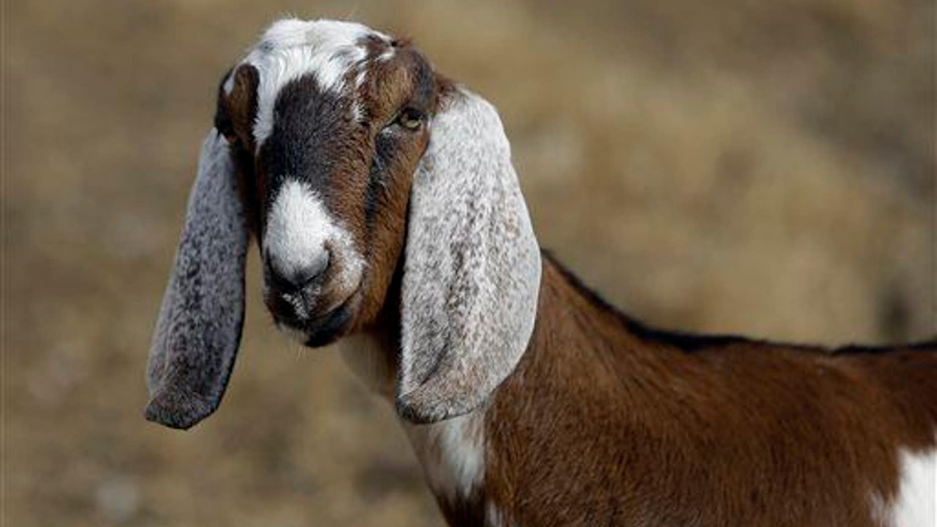 A dairy goat is seen at Buffalo Creek Farm and Creamery in Germanton, NC.