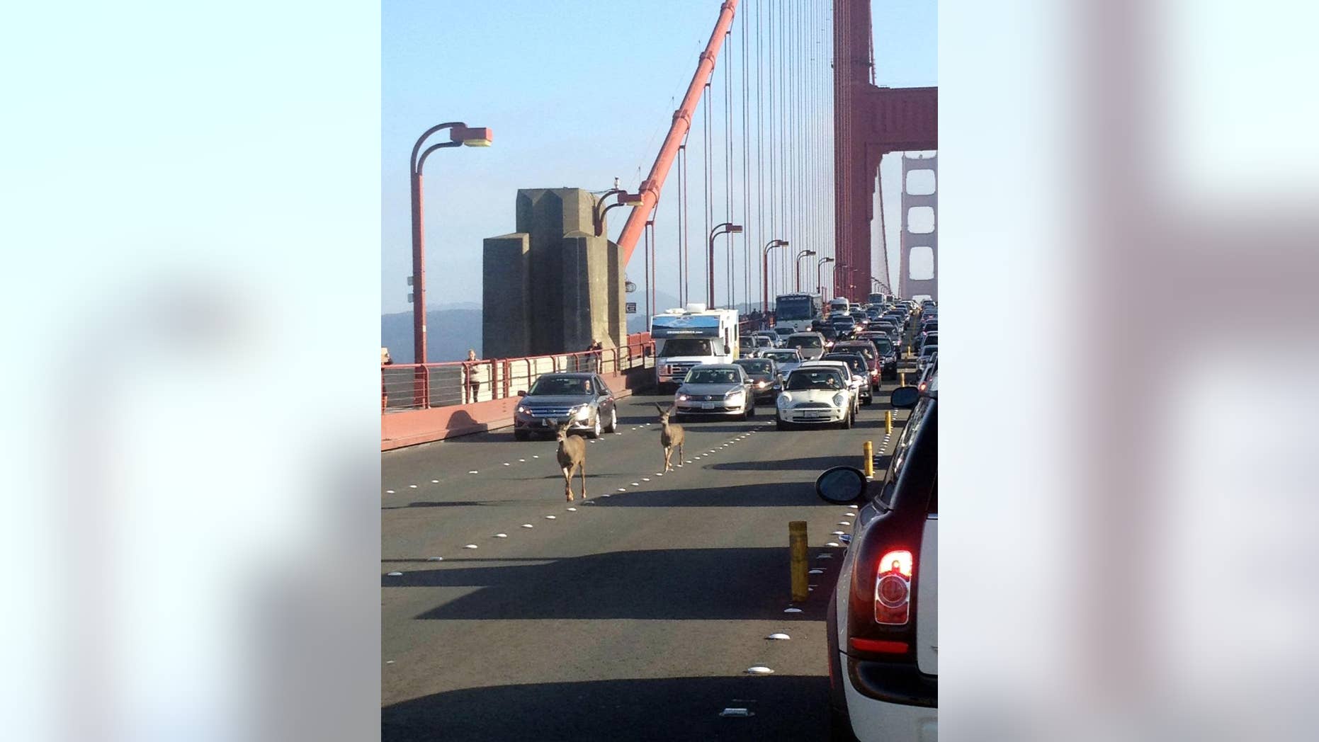In this photo provided by Rebecca Abbey, deer cross the Golden Gate bridge, in San Francisco, Friday, Sept. 5, 2014. The San Francisco Chronicle reports that two deer headed north on the Golden Gate bridge to Marin snarled traffic during the evening commute. (AP Photo/Rebecca Abbey) MANDATORY CREDIT