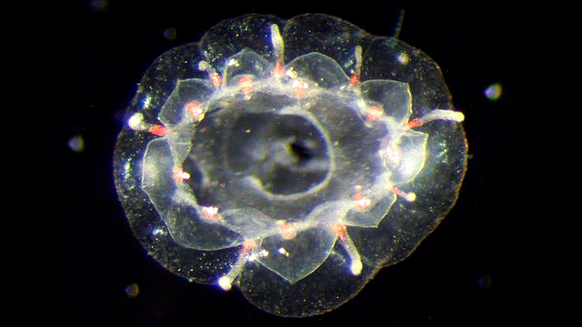 A "city of gonads" (too blurry to be seen here) makes Csiromedusa medeopolis's unlike anything else in the ocean.