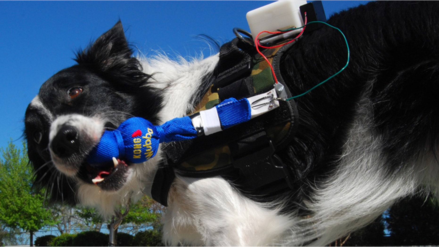 A working dog participates in Georgia Tech’s FIDO project.