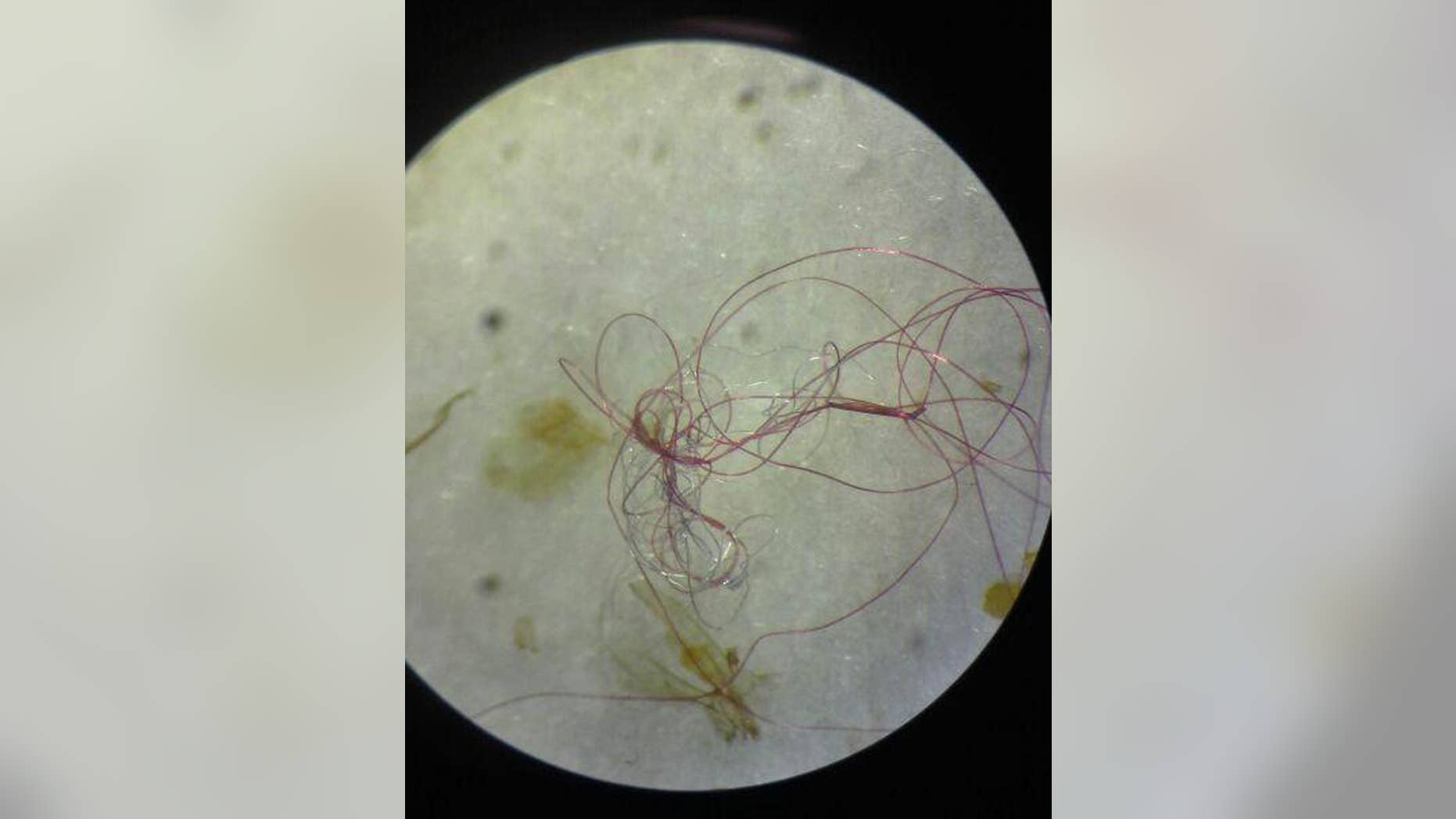 In this July 28, 2014 photo provided by Rachel Ricotta are microfibers, exceedingly fine plastic fibers, that were taken from inside the body of a Great Lakes fish. Scientists who have reported that the Great Lakes are awash in tiny bits of plastic are raising new alarms about a little-noticed form of the debris turning up in sampling nets: synthetic fibers from garments, cleaning cloths and other consumer products. (AP Photo/Rachel Ricotta)
