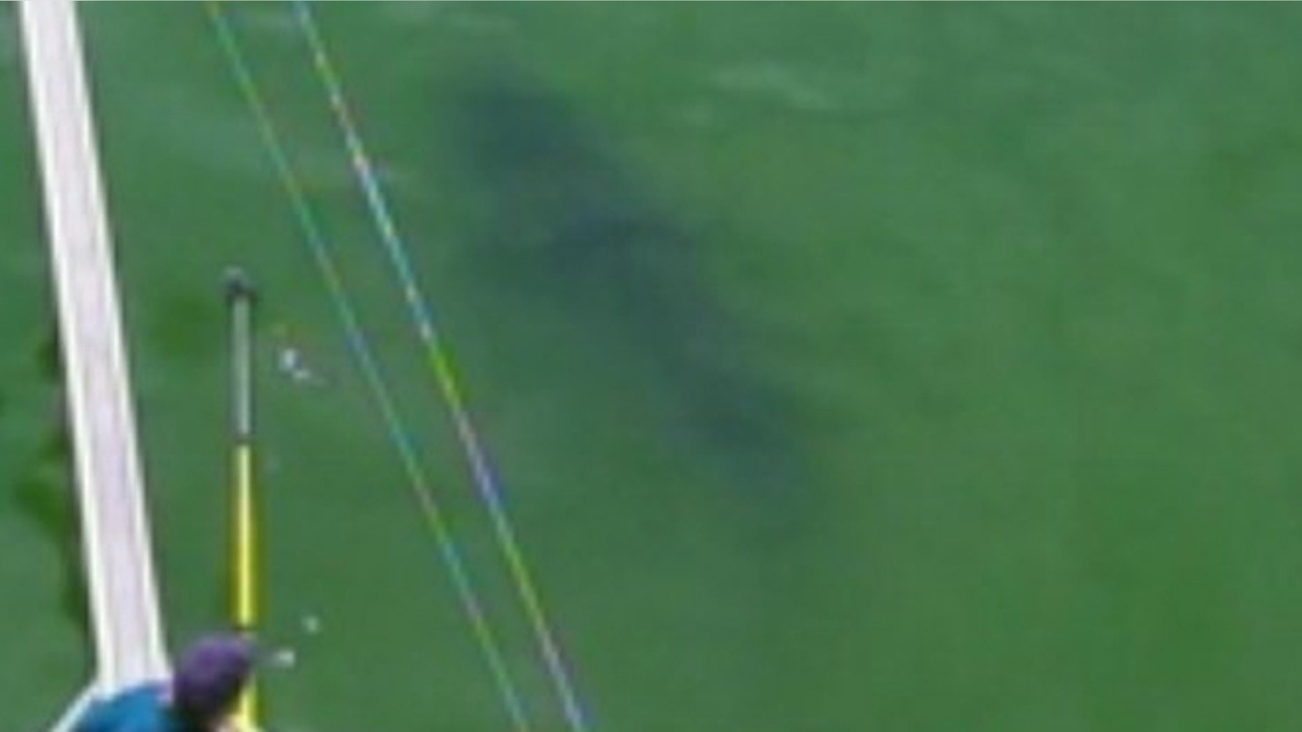 A great white shark could be seen of the side of a research vessel of Cape Cod last year. Although no great white sharks have been sighted, researches say they have evidence to believe they're out there.