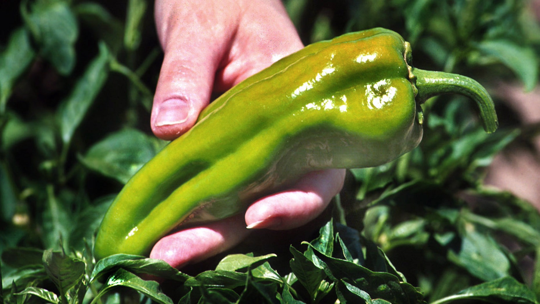 As labor costs, relentless plant diseases and competition from cheap imports have combined to put the chile industry in a steep decline, scientists are trying to unlock the genetic mysteries of red and green chile. But the thought of genetically engineering chile has fired up seed conservationists.