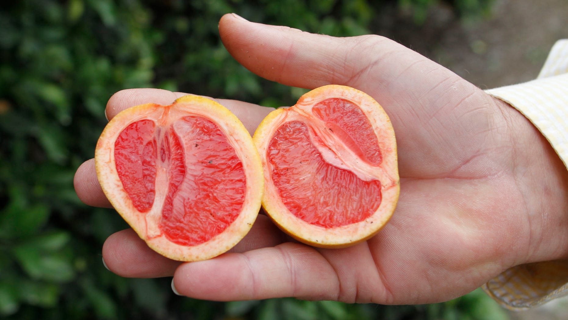 Citrus affected by "greening," an insect-borne bacterial disease is shown as Larry Hardie, a grove manager for Barnes Citrus, Inc. holds malformed star ruby grapefruit in a grove in Vero Beach, Florida.