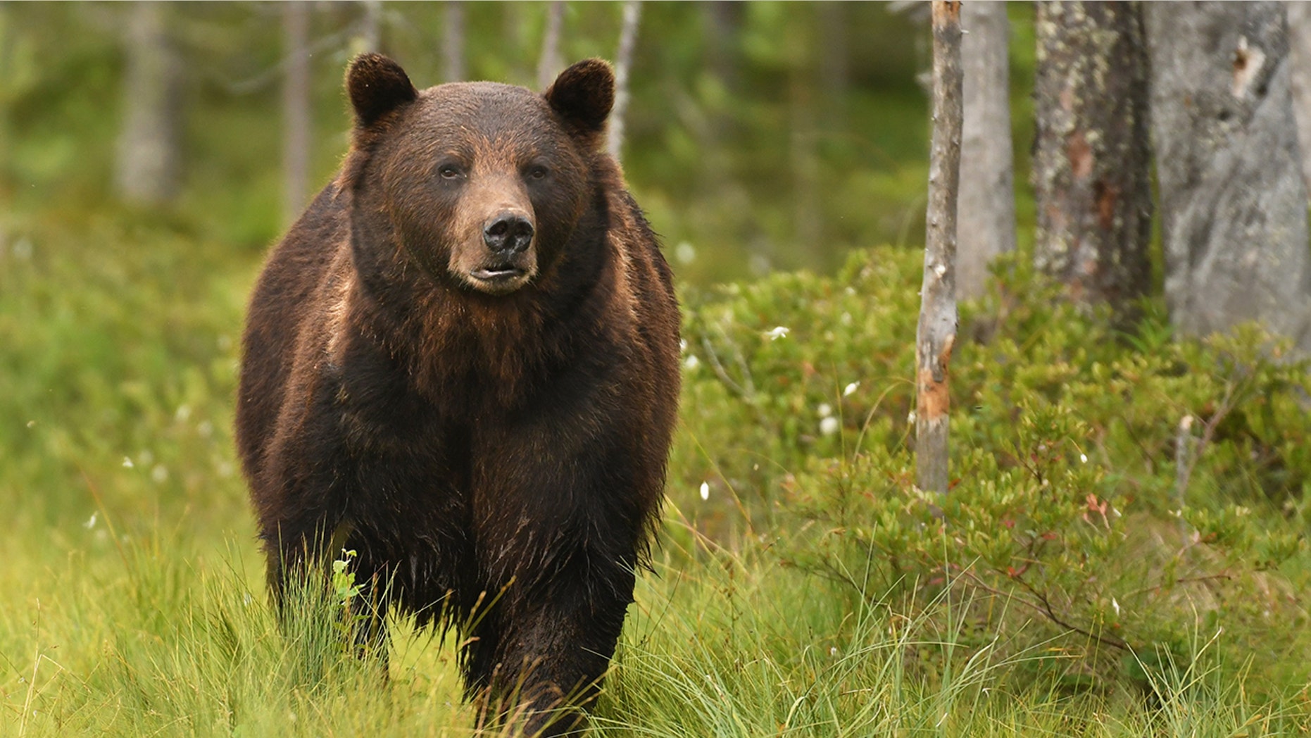 A federal judge is set to rule Thursday on hunting of Yellowstone-area grizzly bears on Thursday.