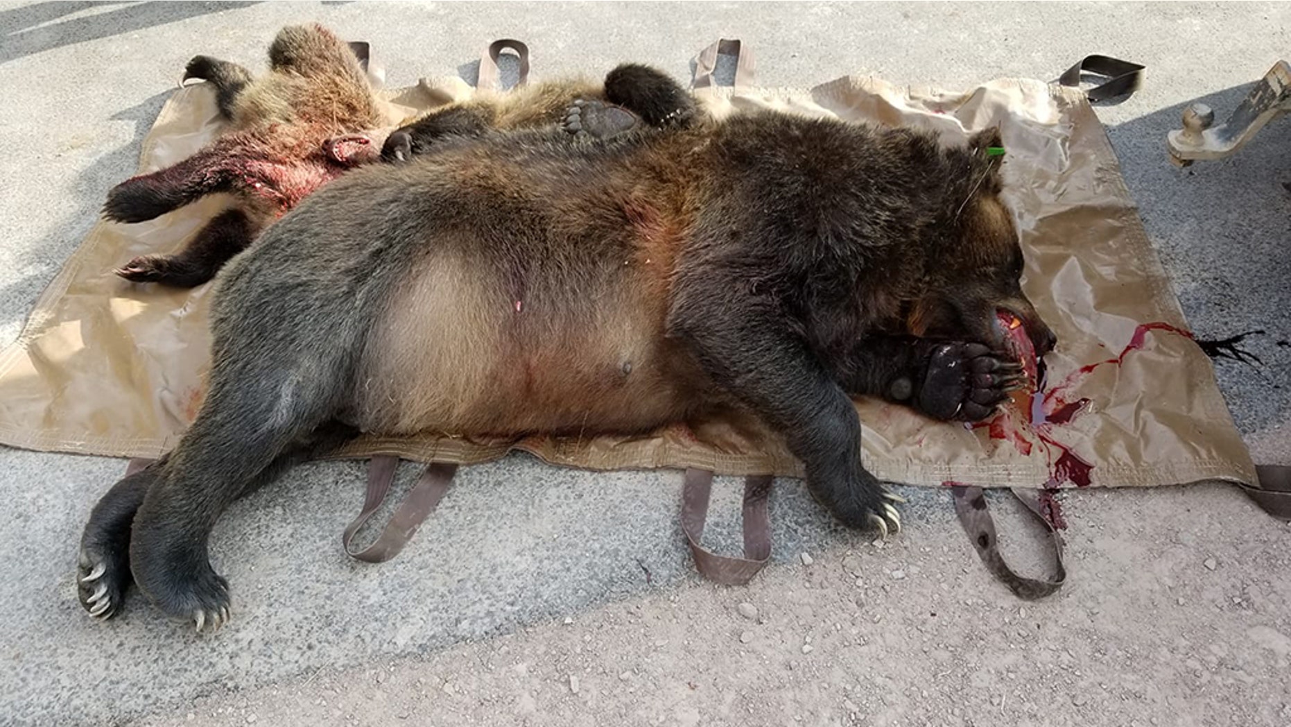 A female grizzly bear and her two cubs were hit by a vehicle last week in Montana and are dead, according to tribal wildlife officials.