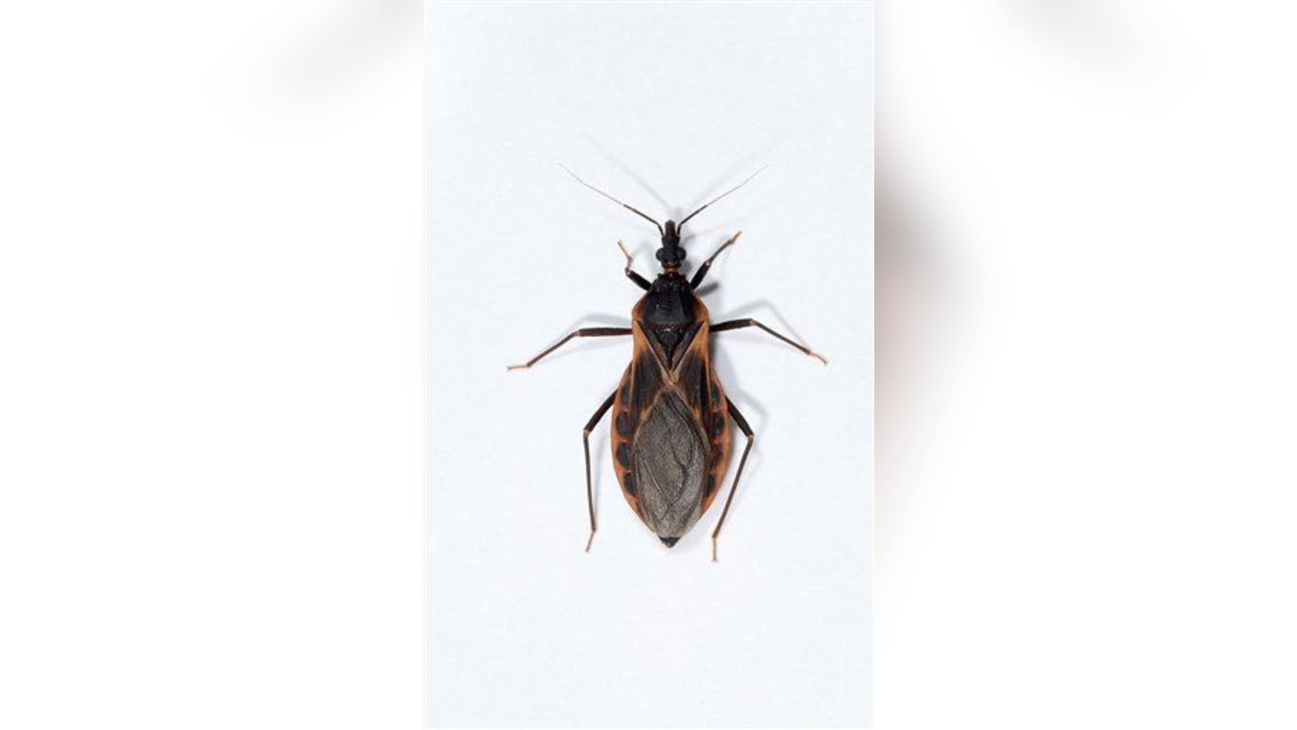 This undated picture by Charles Hedgcock of the University of Arizona shows a kissing bug.