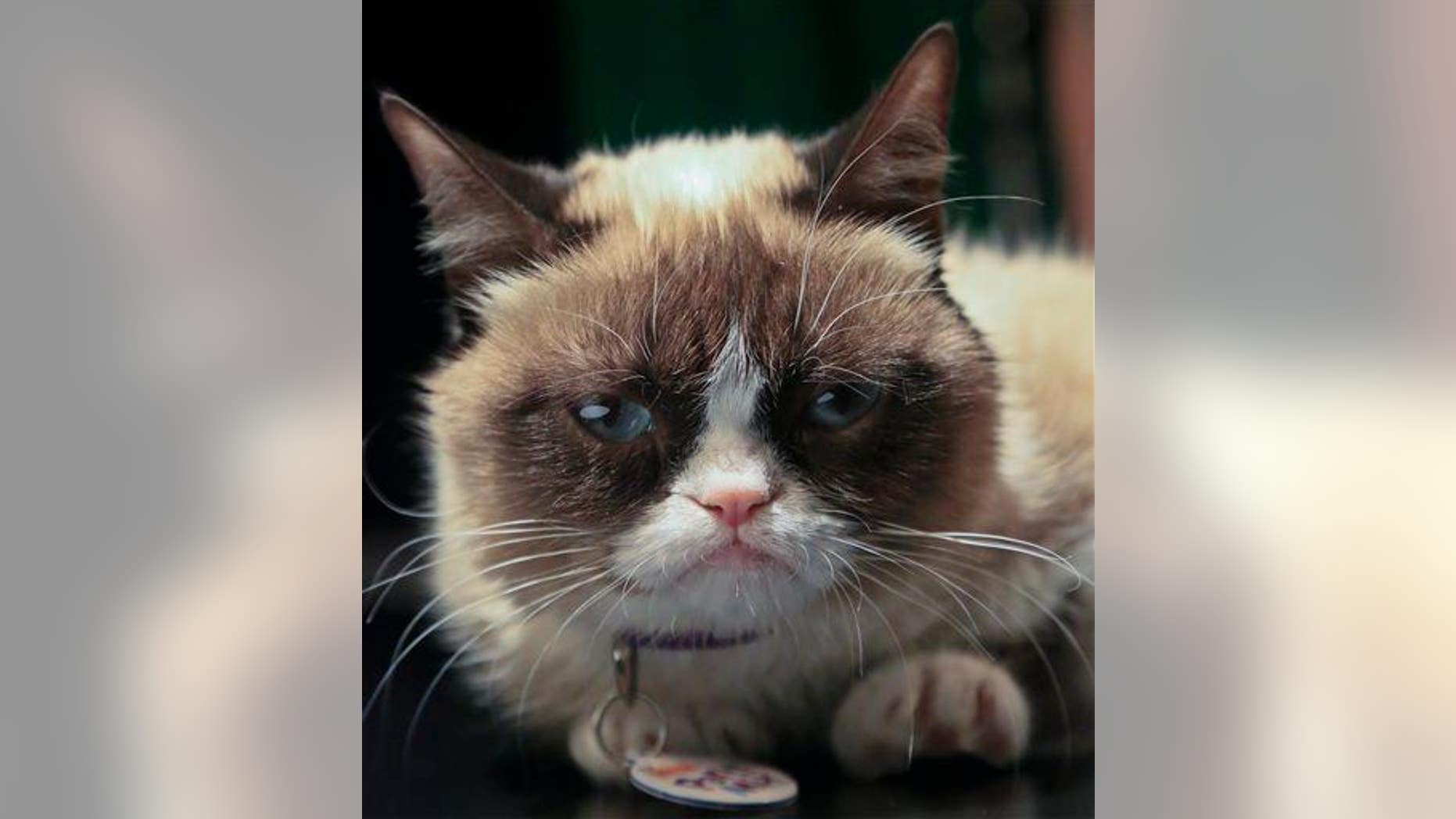 Grumpy Cat, an Internet celebrity cat whose real name is Tardar Sauce, is photographed on Friday, April 4, 2014 in New York.