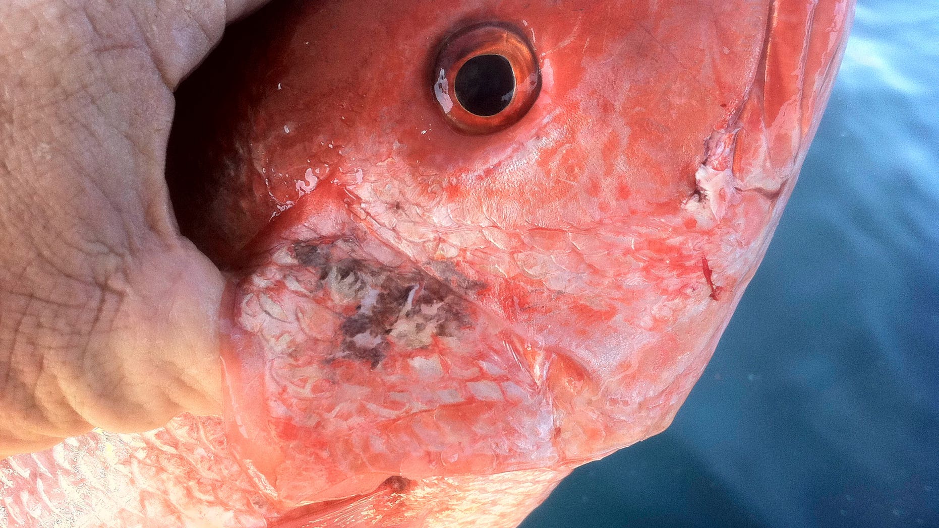 This 2011 photo shows a fish harvested from the Gulf of Mexico with unusual lesions and infections - hallmarks of diseases tied to petroleum and other pollutants. (AP Photo/Courtesy Donald Waters)