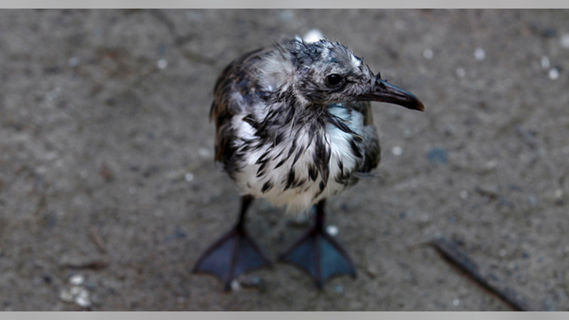 July 8: A baby laughing gull impacted by oil from the Deepwater Horizon oil spill is seen at the Fort Jackson Wildlife Rehabilitation Center in Buras, La. (AP)