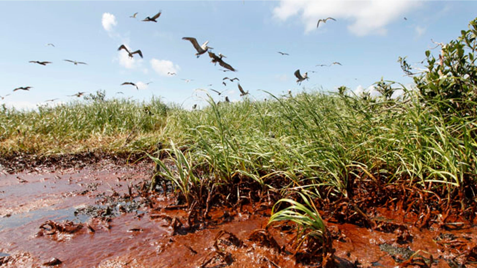 May 22: Nesting pelicans are seen landing in the marshes of Barataria Bay as oil washes ashore. Oil from the Deepwater Horizon oil spill is now impacting large stretches of the Louisiana Coast.