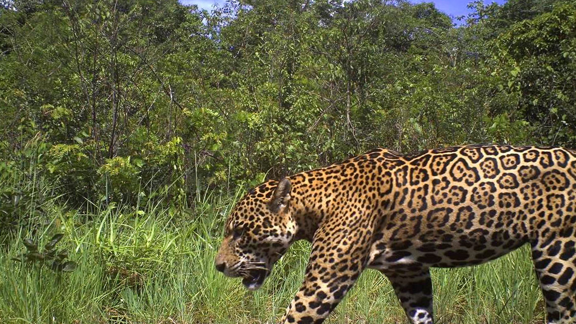 In this photo released by the New York-based conservation group Panthera, a male jaguar is photographed by a camera trap on Karanambu Ranch, in the Rupununi region of Guyana, in 2011. The lushly forested nation of Guyana on Jan. 24, 2013 joined a regional pact to protect jaguars.