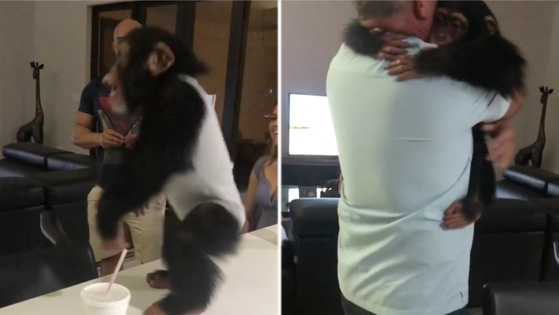 A heartwarming video of a chimpanzee reuniting with his human foster parents has gone viral.
