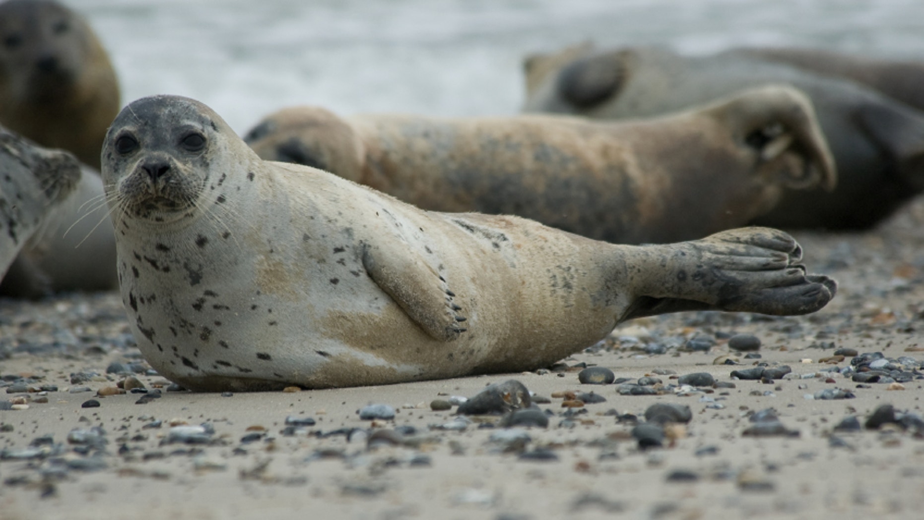 A rebounding seal population has brought sharks to the shores of New England, say experts.