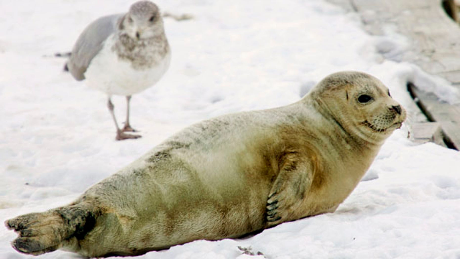 In this Jan. 27, 2009 file photo, a juvenile harp seal rests on an ice covered dock next to a seagull in Boston Harbor.