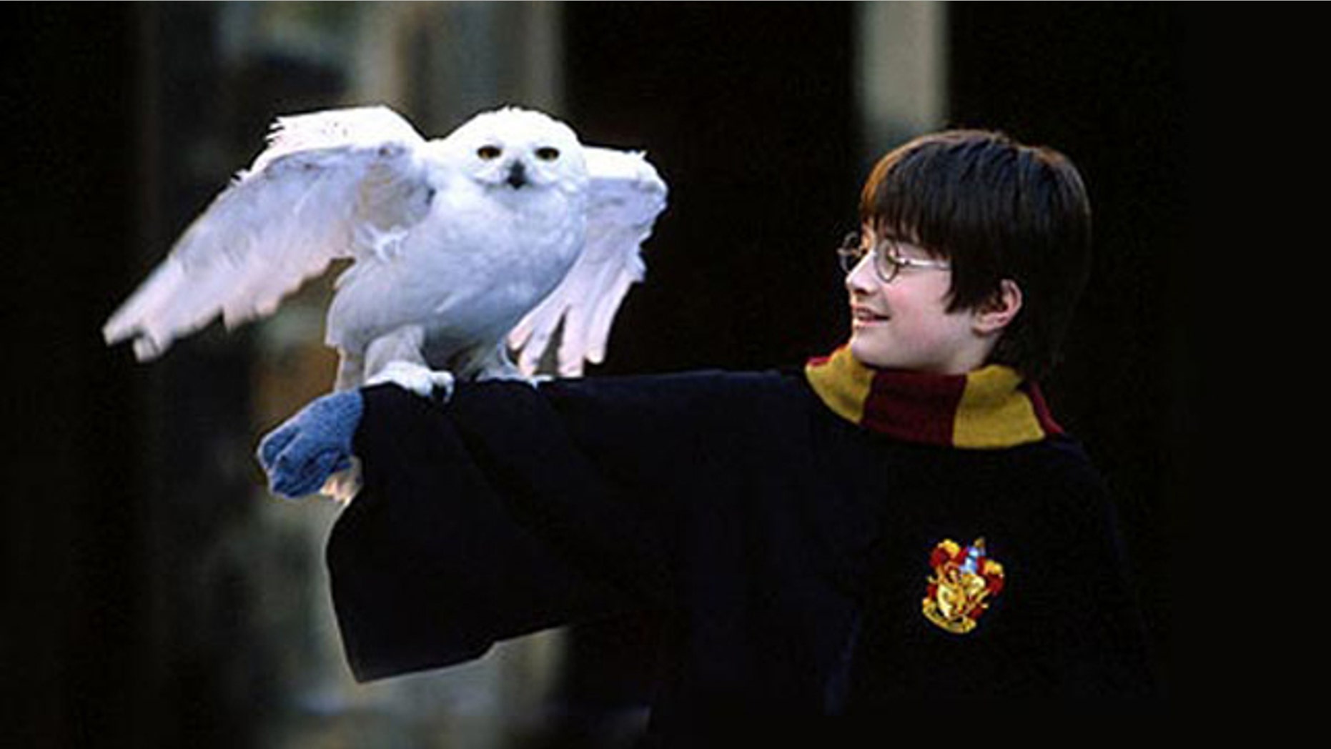 Owls play a prominent role in the Harry Potter film and book series. But rabid fans may be affecting the owl population in the real world.