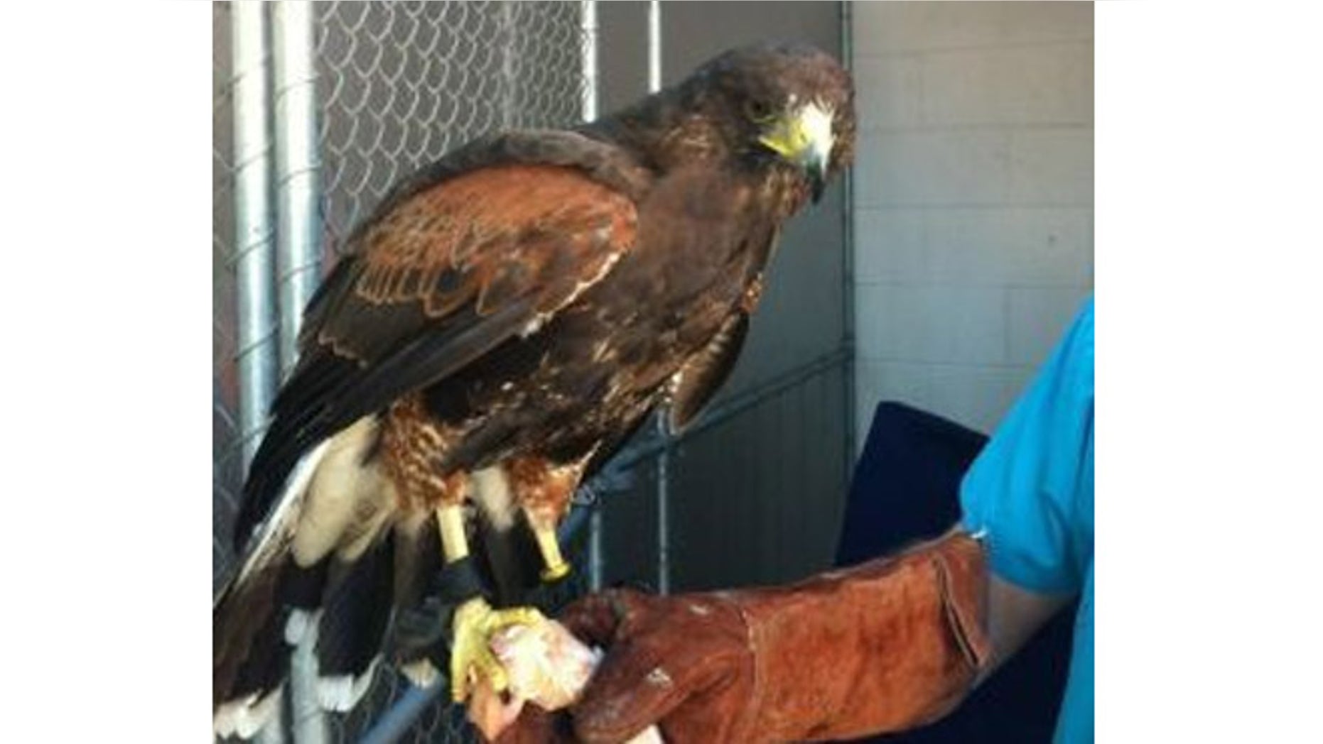 A hawk used for hunting was found outside a California restaurant.