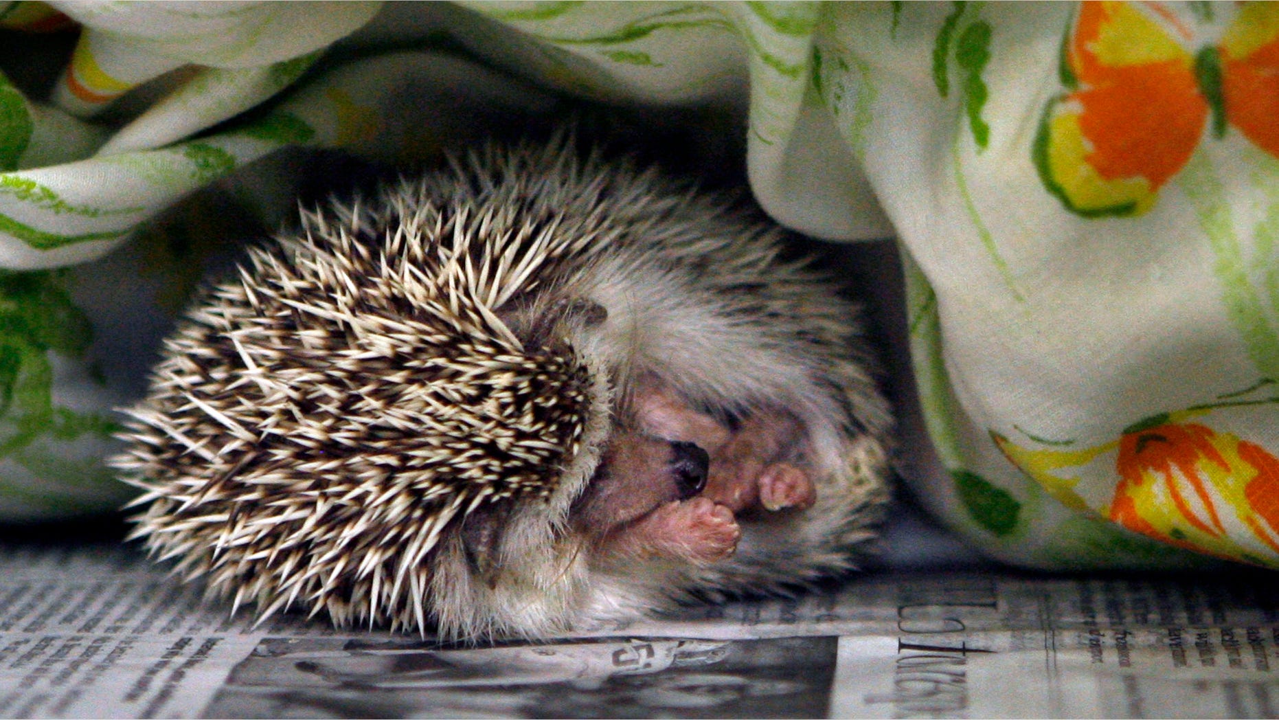 A hedgehog sleeps at the SPCA in Largo, Fla., in a Monday, Jan. 7, 2013 file photo.