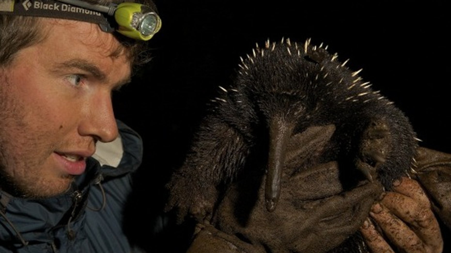Long-beaked echidna from New Guinea