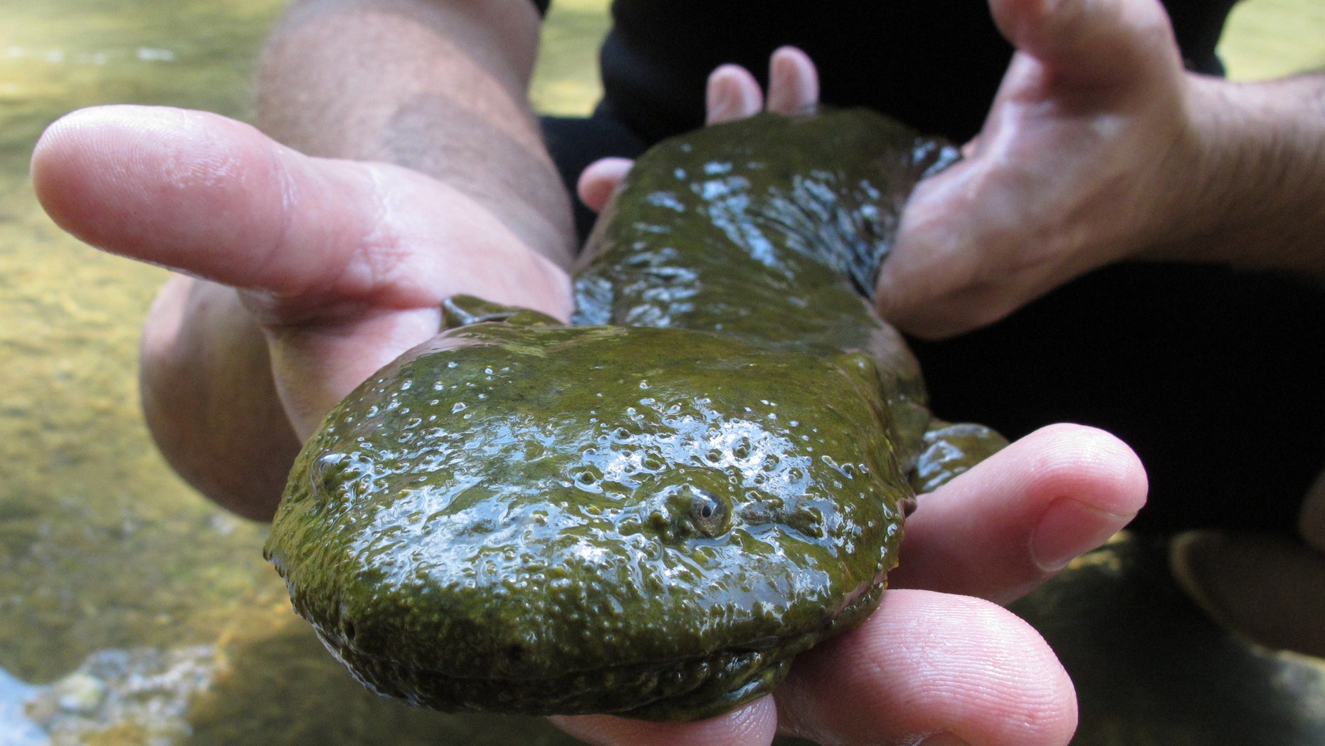In this June 18, 2014, photo, Rod Williams, a Purdue University associate professor of herpetology, holds a hellbender that he and a team of students collected in southern Indiana's Blue River near Corydon, Ind., during a survey of populations of the rare amphibian. Hellbenders, an aquatic animal that's North America's largest salamander, are endangered in Indiana and four other states and face habitat loss and other pressures in the 11 other mostly Eastern states where they live in swift-flowing, rocky rivers and streams. (AP Photo/Rick Callahan)