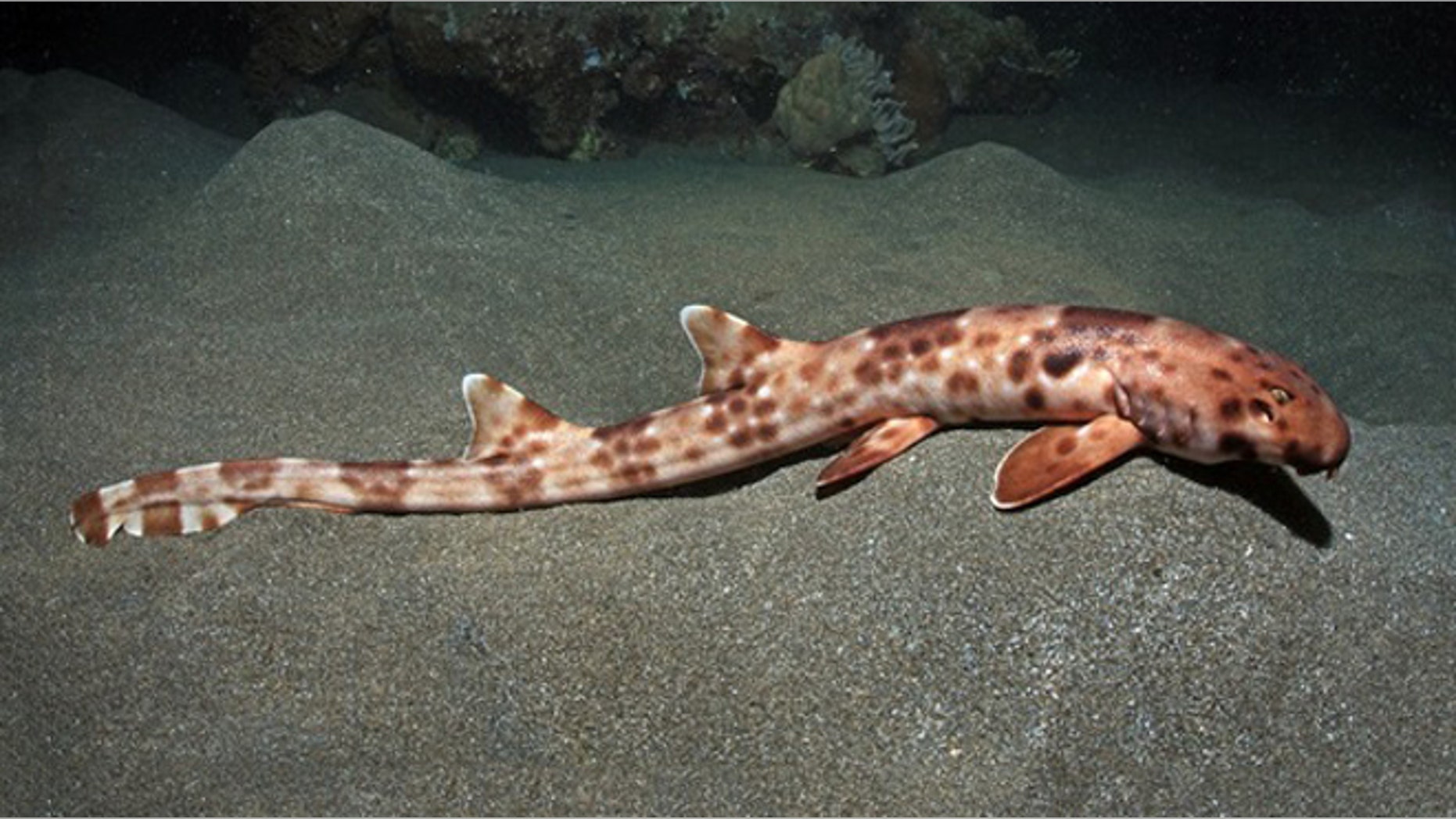 The newfound species of walking shark, Hemiscyllium Halmahera, grows up to 27 inches long and is harmless to humans.