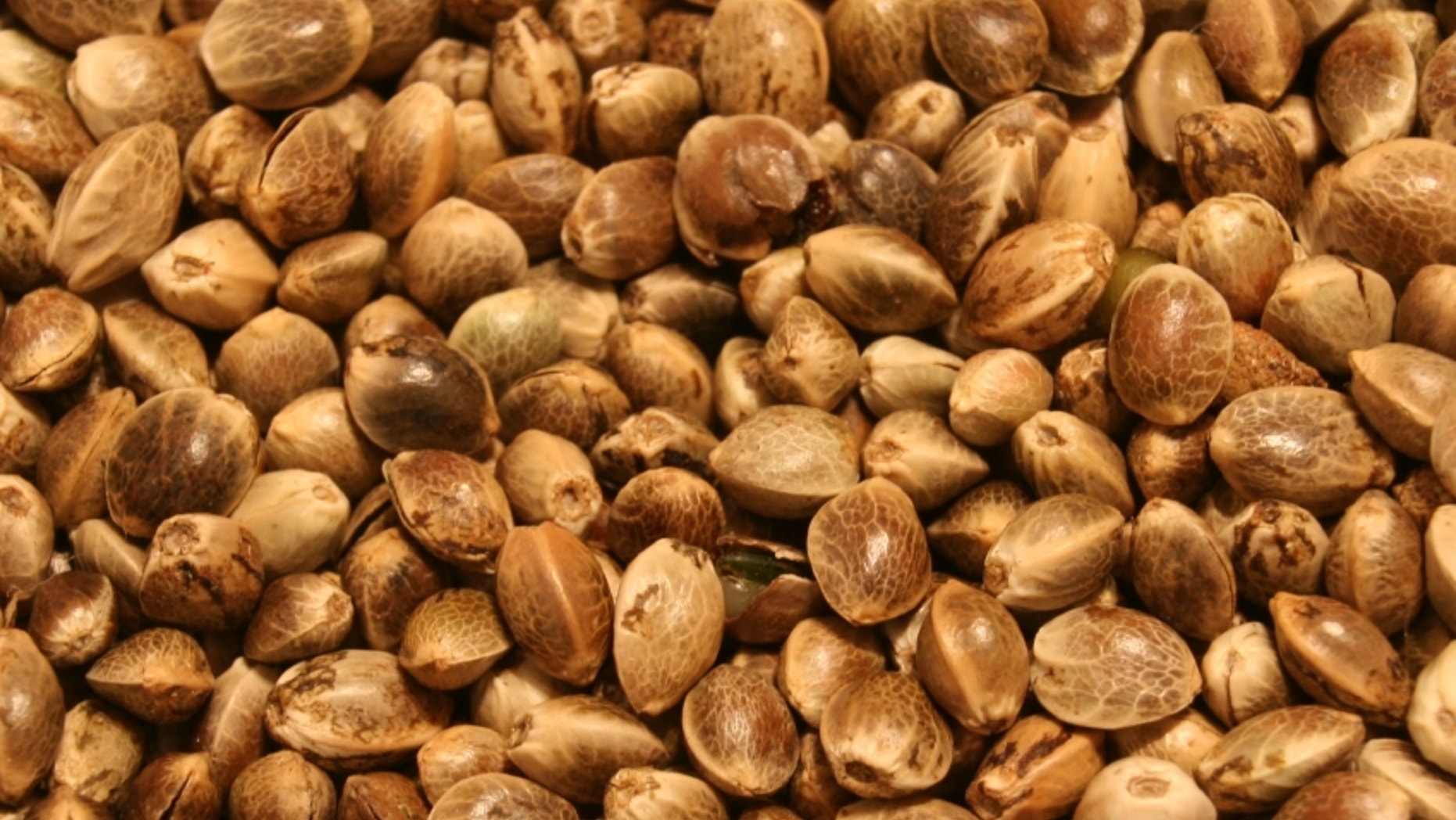 Hemp seeds