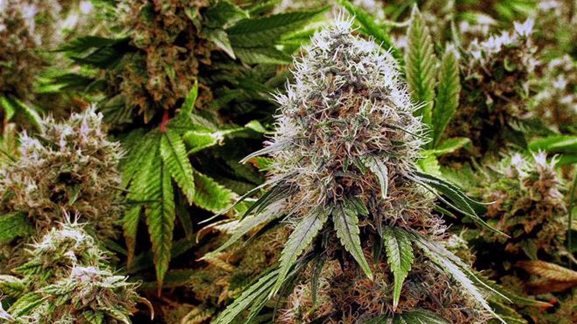 In this Sept. 15, 2015 file photo, marijuana plants with their buds covered in white crystals grow at the Ataraxia medical marijuana cultivation center in Albion, Ill.