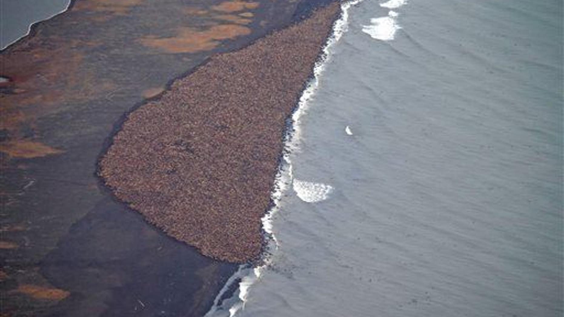 In this aerial photo taken on Sept. 27, 2014, and provided by NOAA, some 35,000 walruses gather on the shore near Point Lay, Alaska.