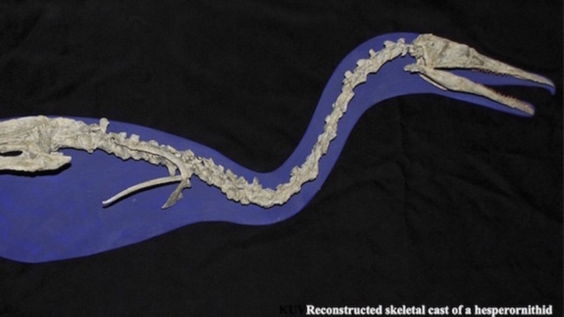 This ancient water bird, known as a <i>Hesperornis</i>, has bite marks on its leg bone.