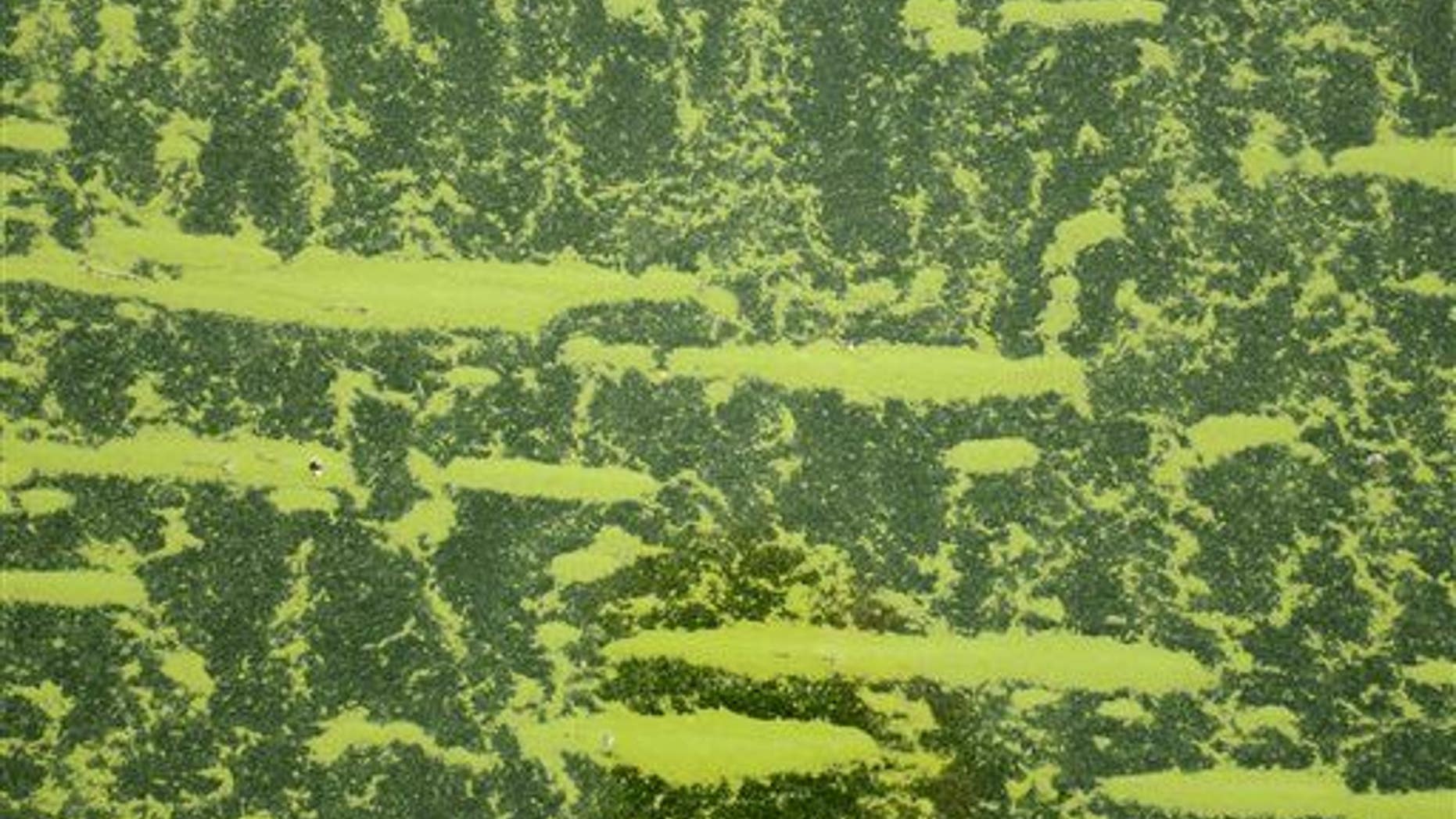Chlorovirus ATCV-1 is found in algae.