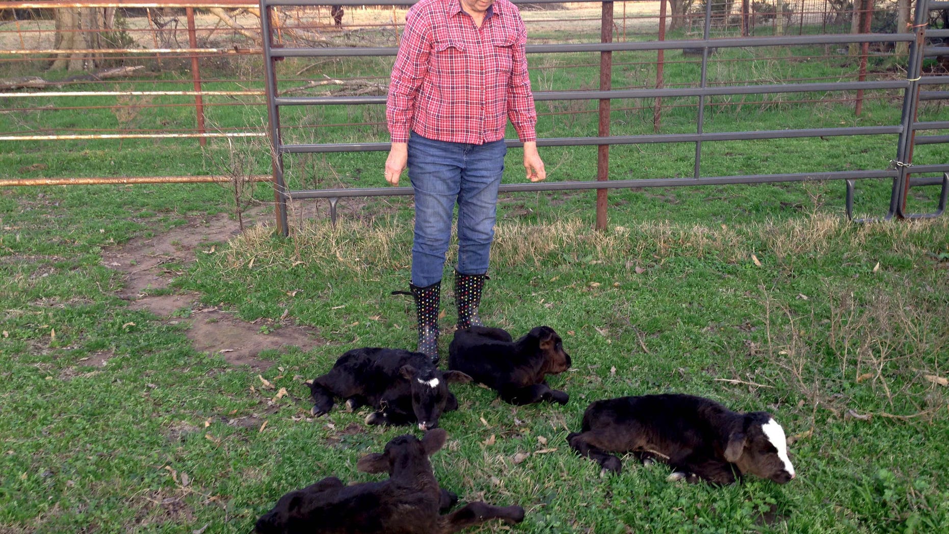March 16: This photo provided by Jimmy Barling shows his wife, Dora Rumsey-Barling among four newborn calves near DelKalb, Texas. A momma cow has apparently defied great odds and given birth to four calves.