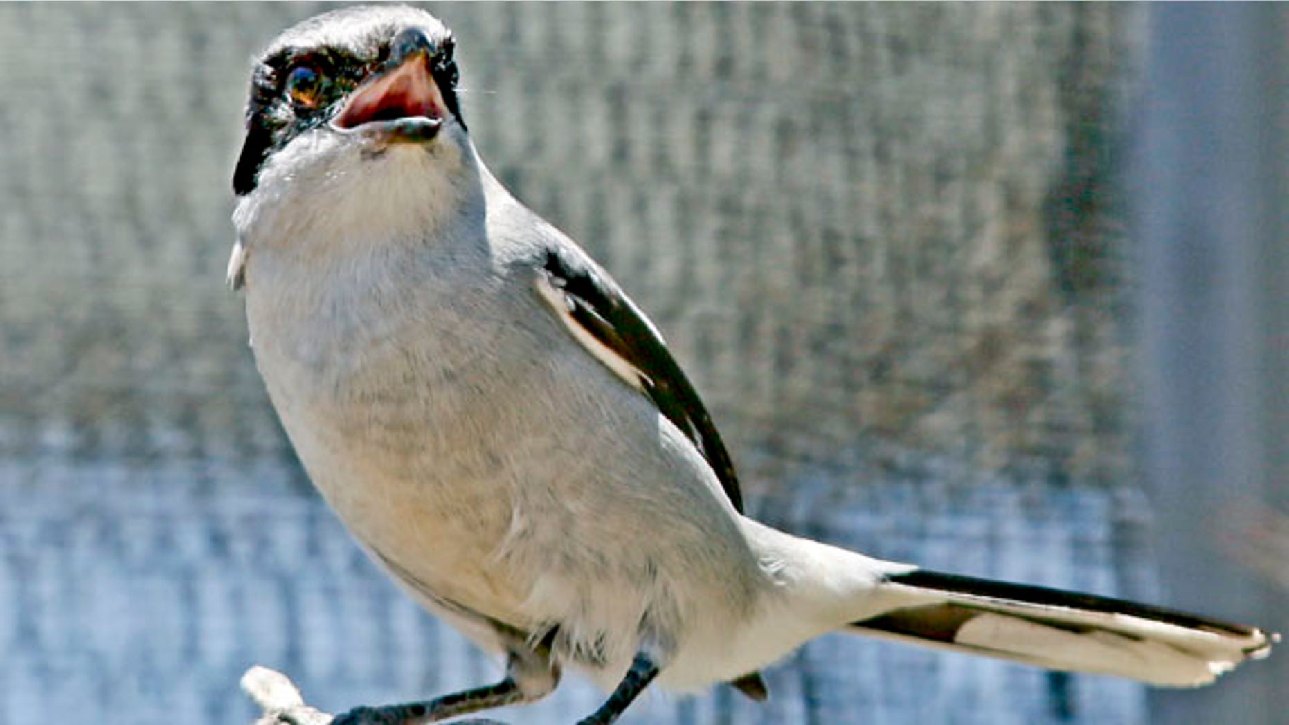 July 17, 2013: A San Clemente Island loggerhead shrike chirps away in its enclosure at a facility on San Clemente Island.