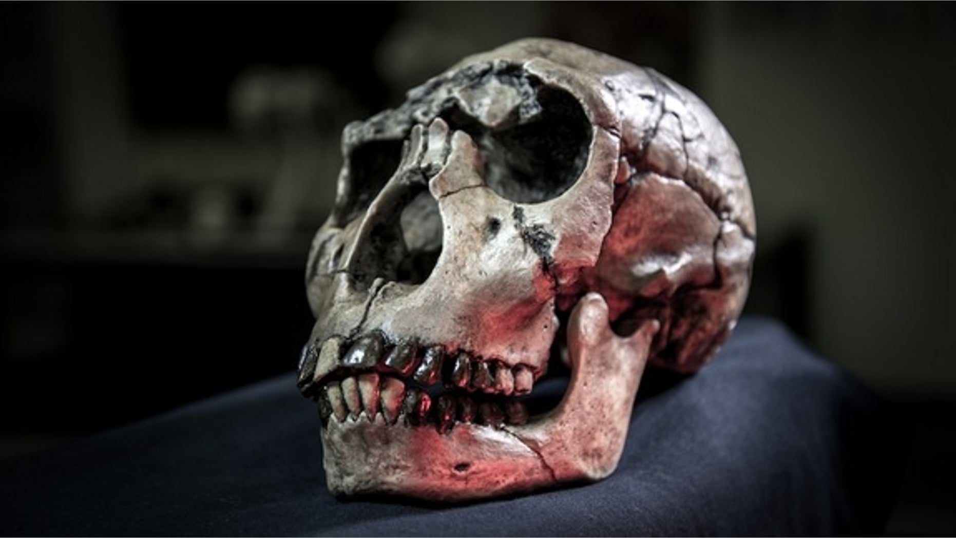 Cast of a skull of the hominin <em>Homo ergaster</em> from Kenya.