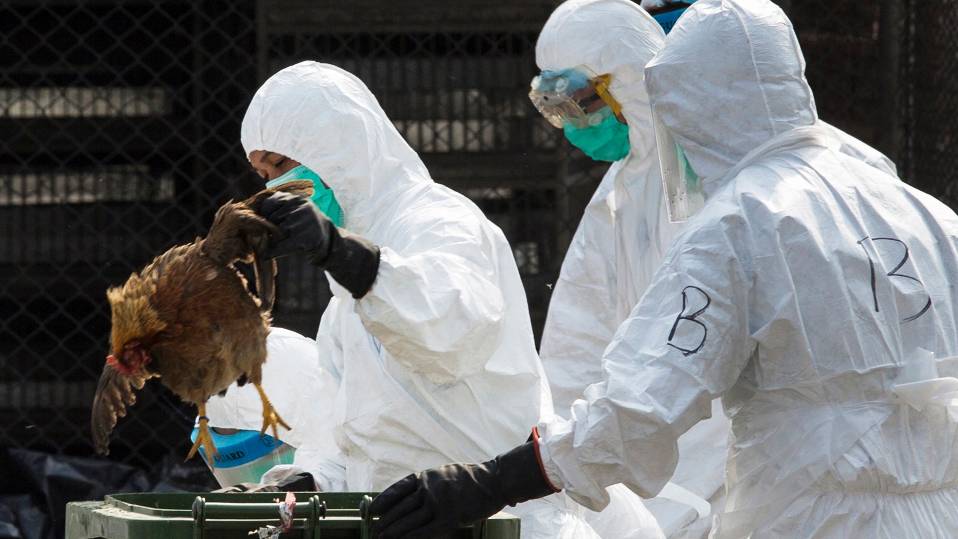 A health worker removes a dead chicken at a wholesale poultry market in Hong Kong January 28, 2014. (REUTERS/Tyrone Siu)