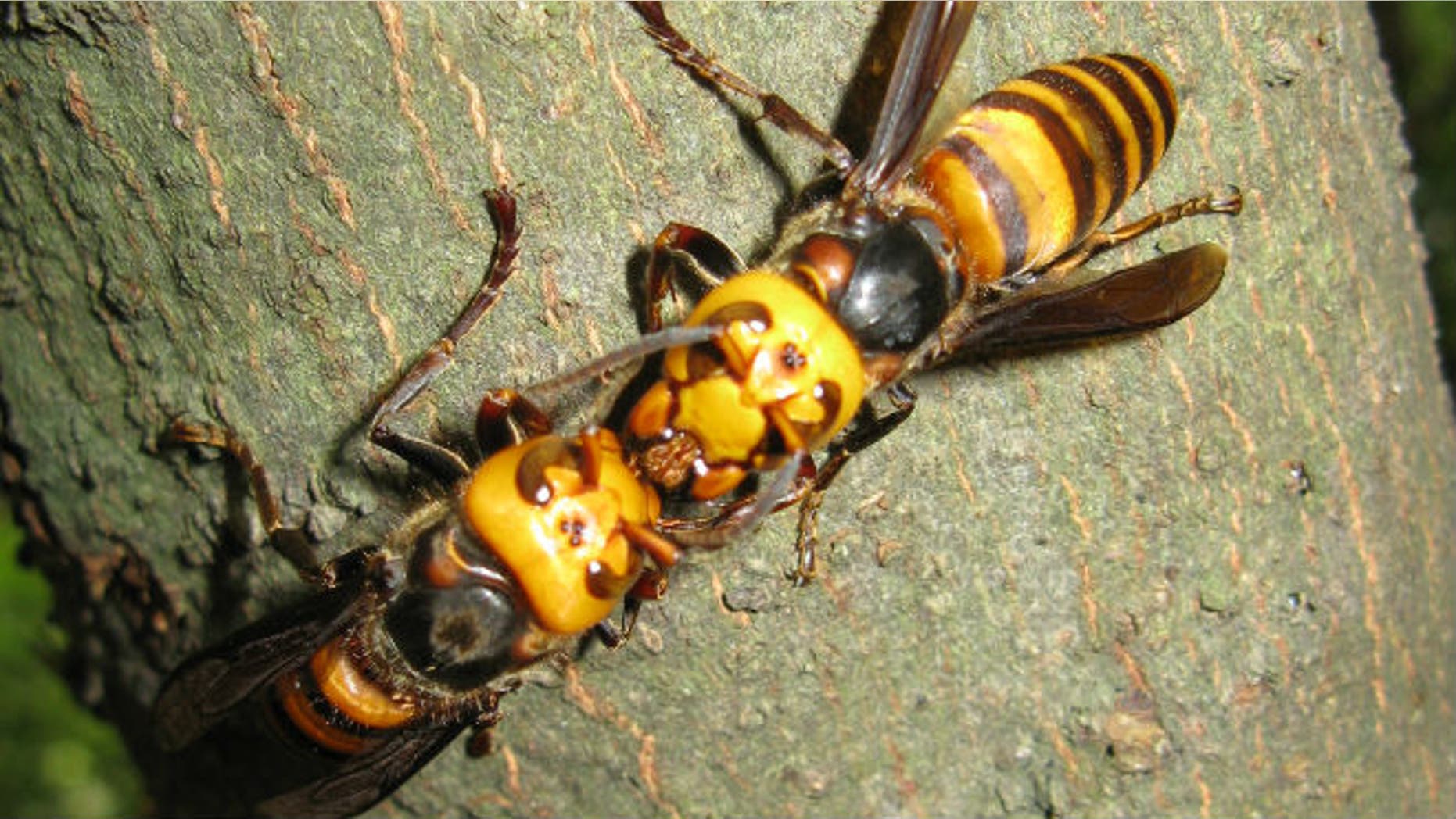 Japanese giant hornets, pictured here, produce spit that is now being used in a sports drink. (Image courtesy of Chris Kilham)